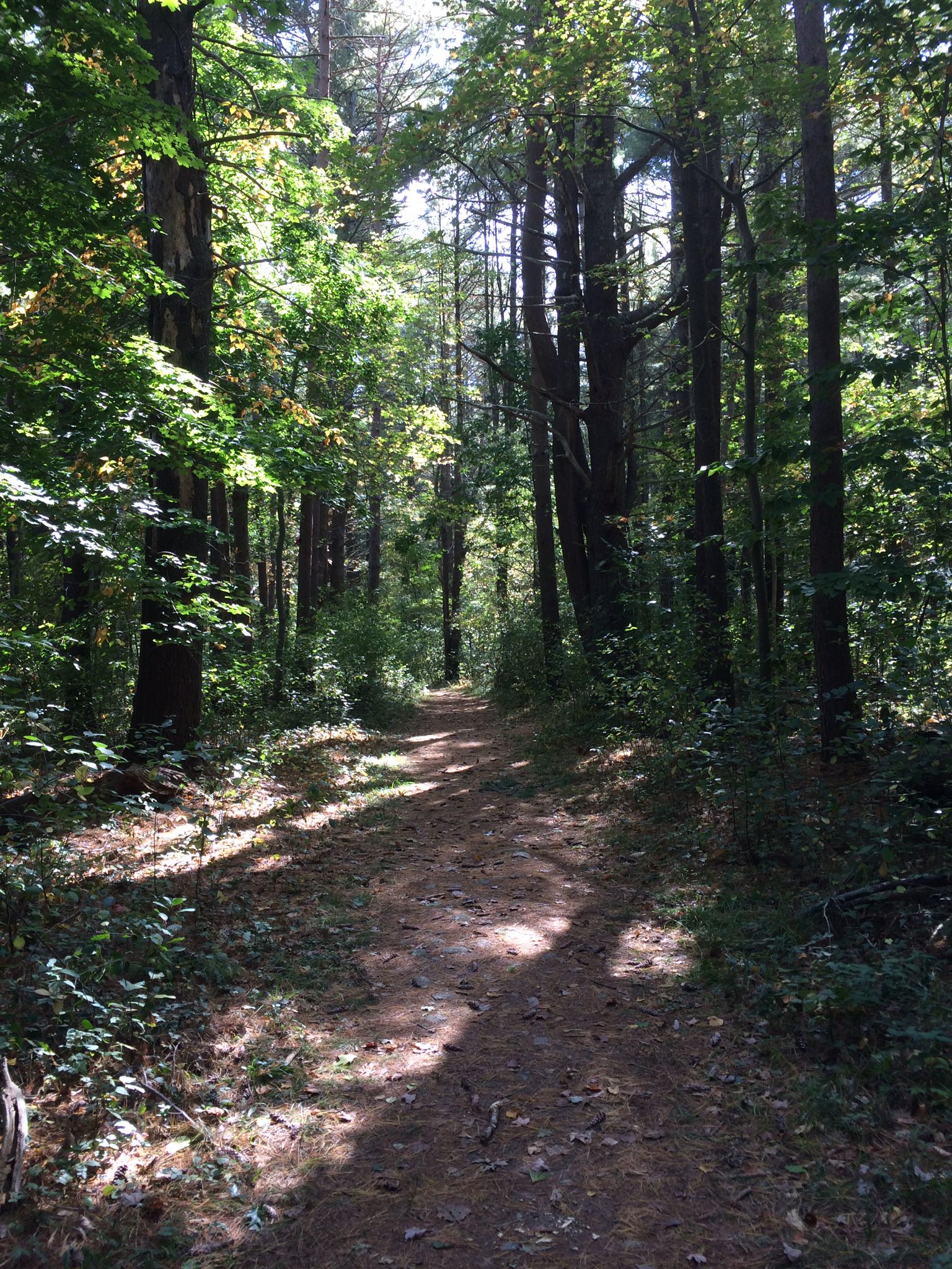 A sun-dappled dirt path winding through a tall, green, sunlit forest. - Willowdale State Forest – Willowdale State Forest loop from Willowdale State Forest
