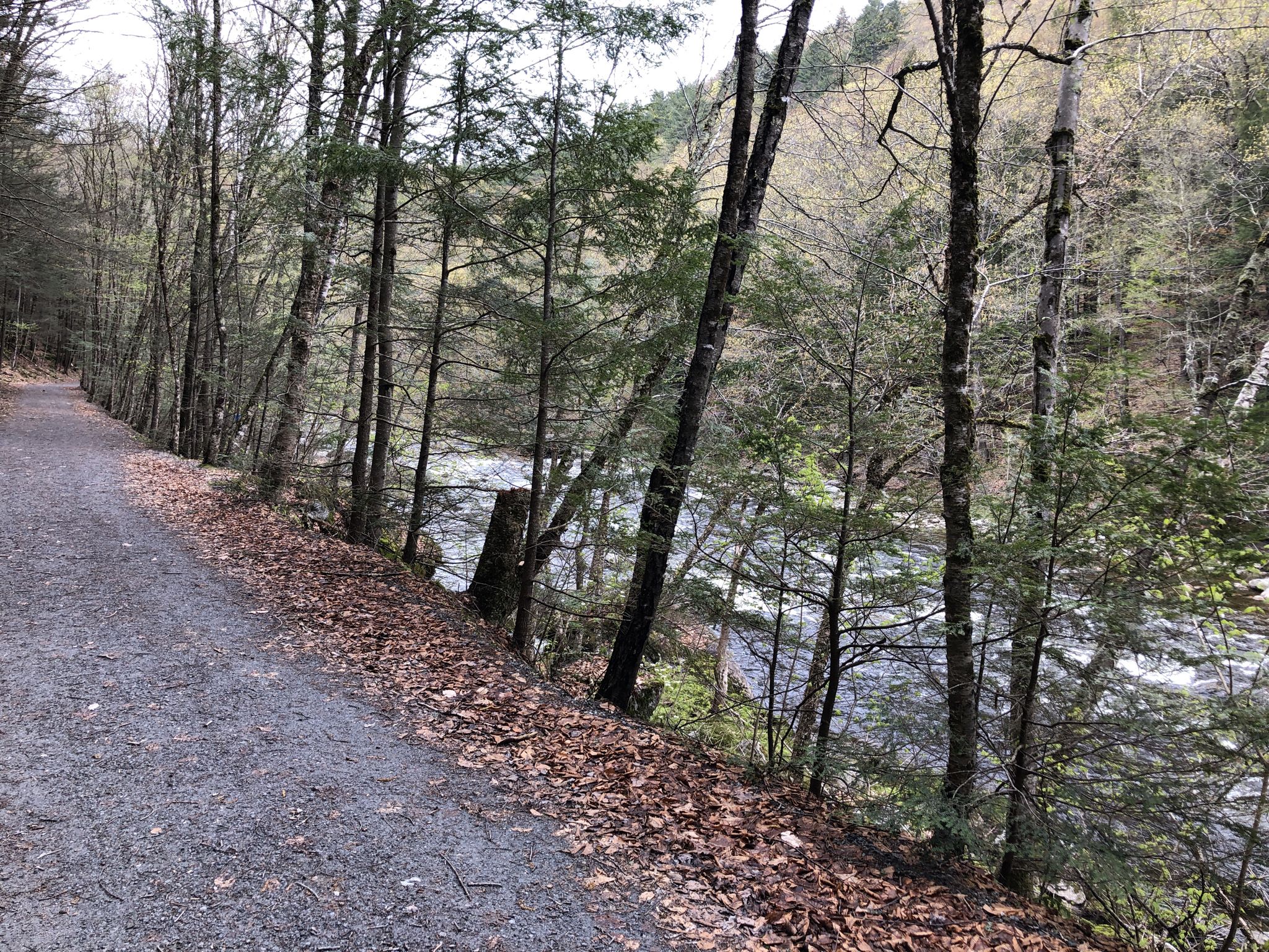 A gravel path alongside a river with trees and fallen leaves. - Overlook Trail via West River Trail
