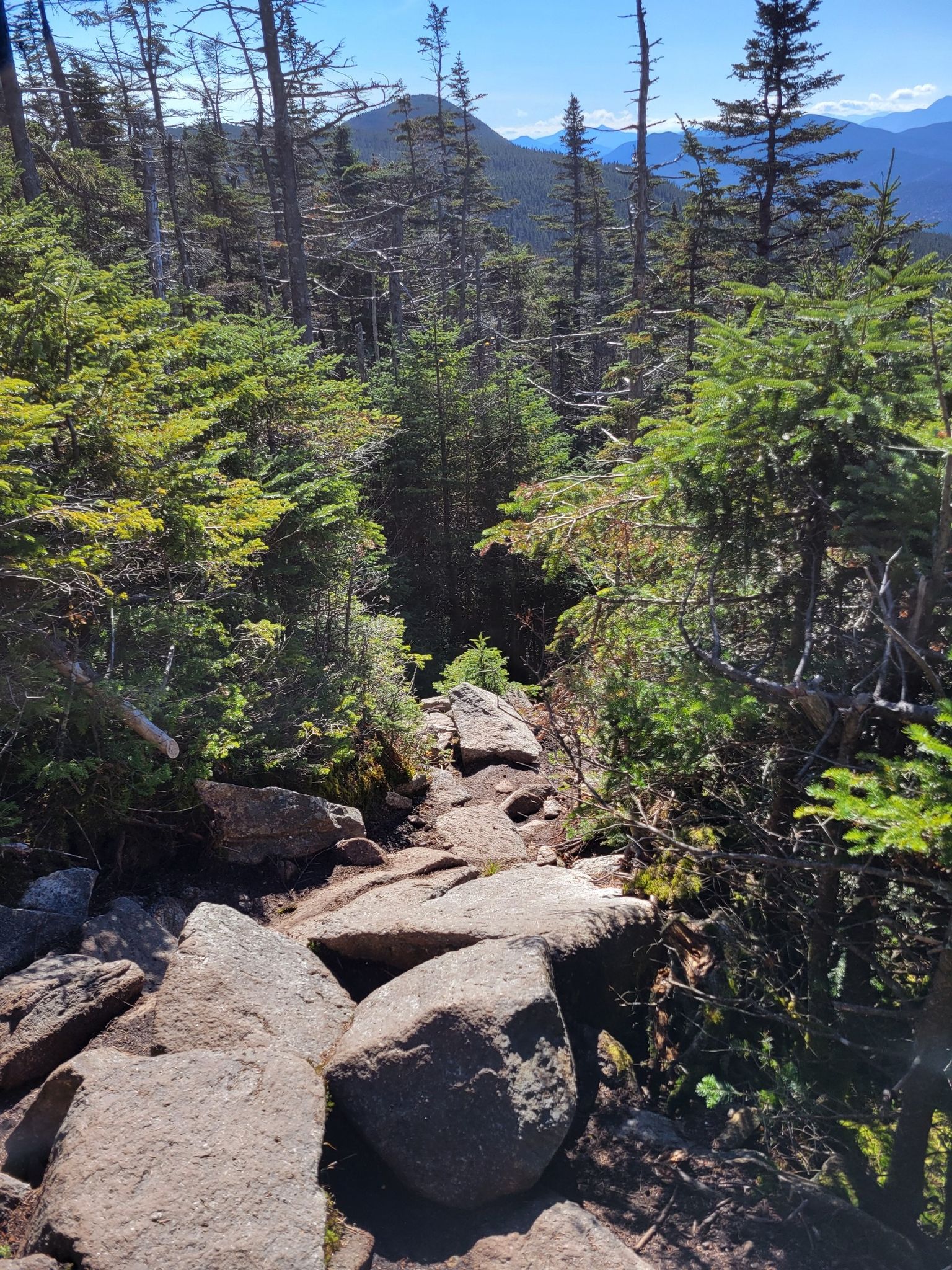 Rocky trail descends through dense green forest on a sunny day. - Mount Tom, Field, Willey, and Avalon Loop