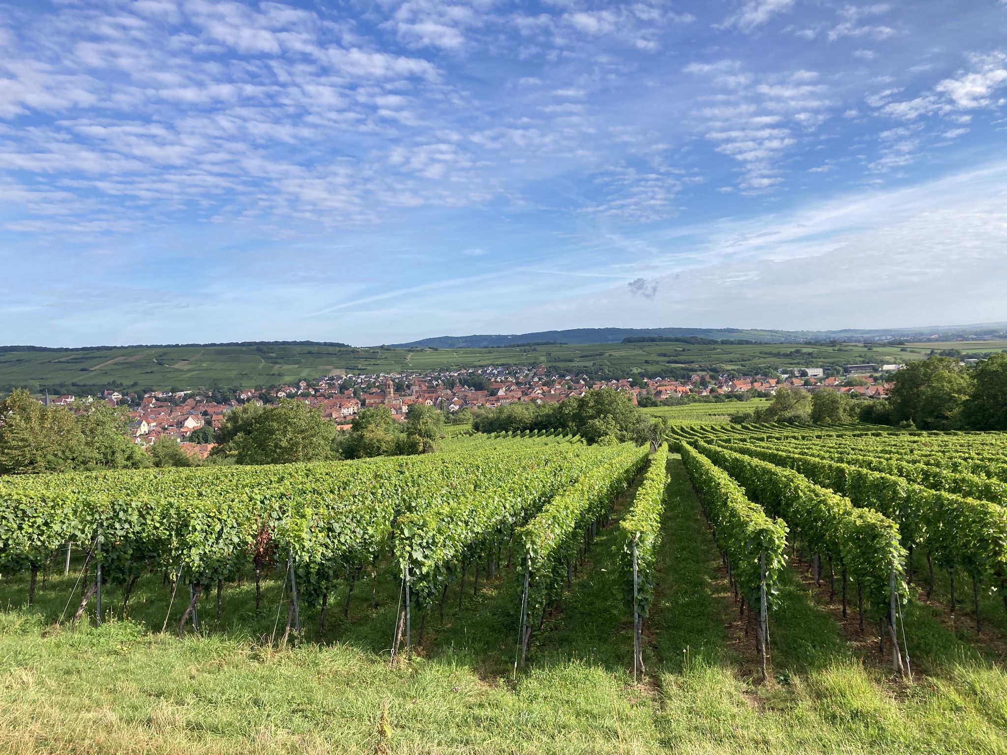 Blick auf Rosheim am Morgen