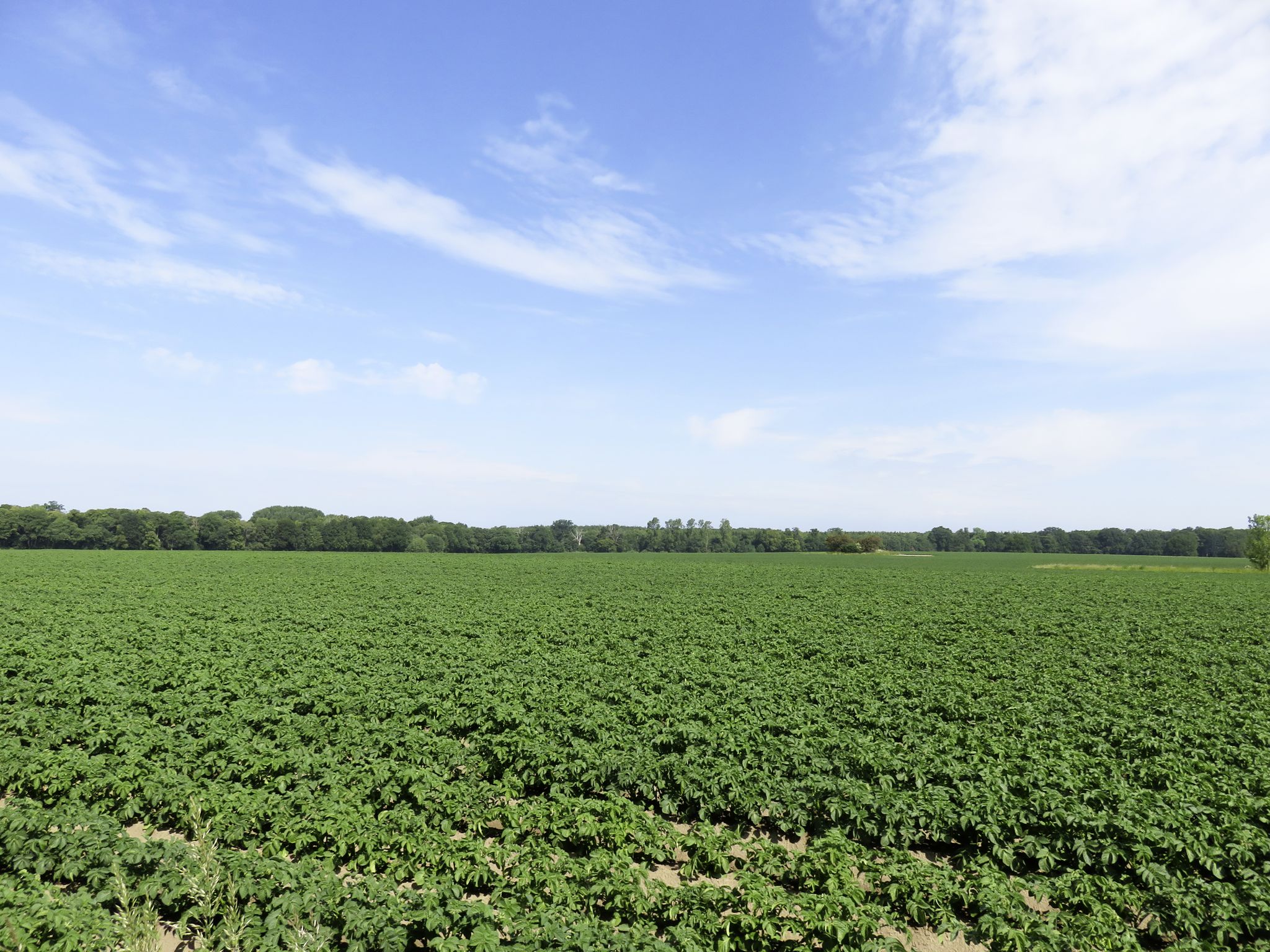 Weite Kartoffelfelder