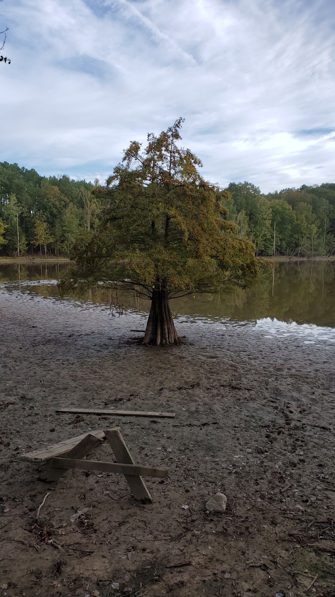 A cypress tree stands in muddy water near a shore with a broken bench. - Falls Lake Trail