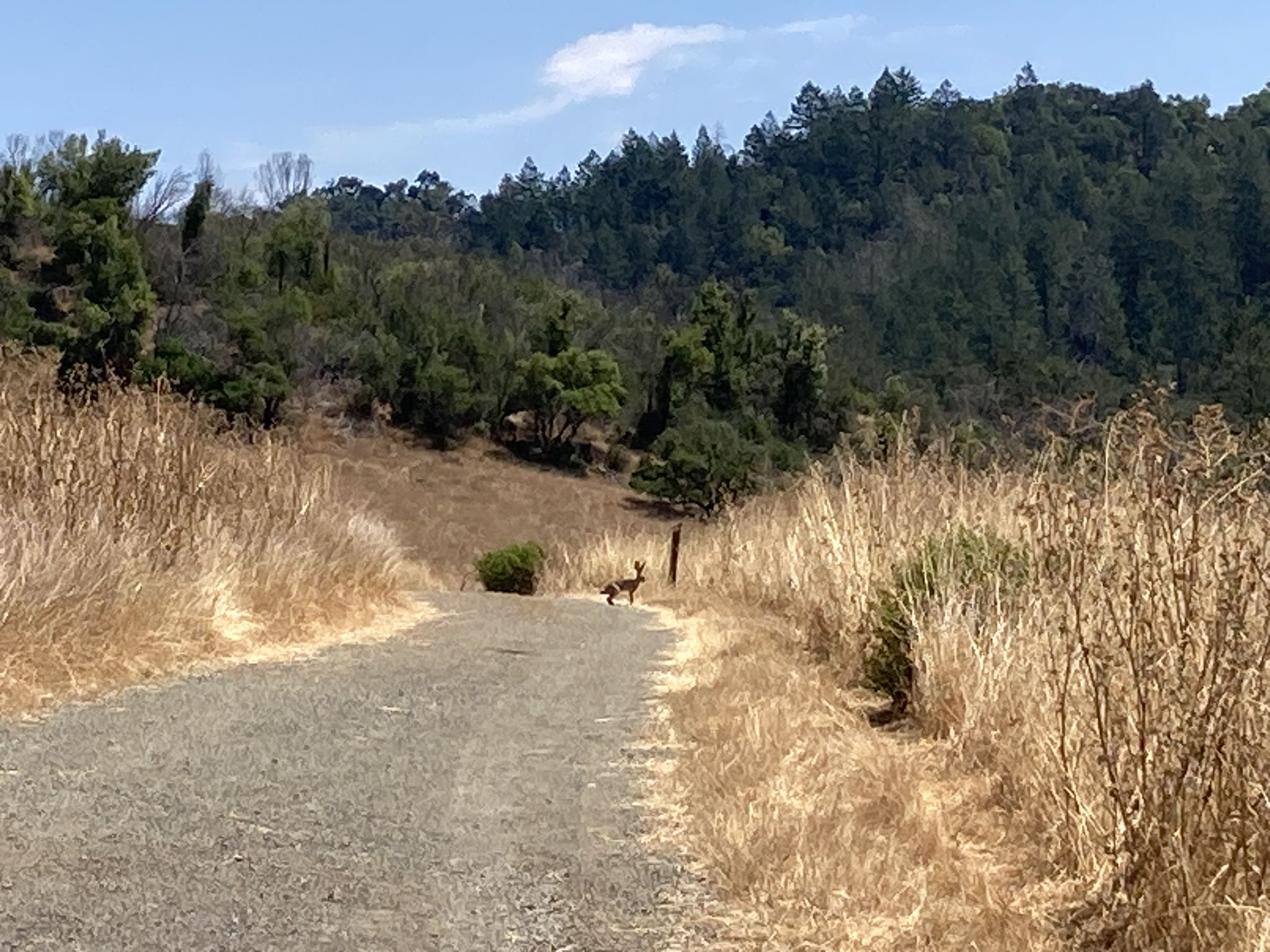 A small animal stands on a dirt path surrounded by dry grass. - Bald Mountain Loop