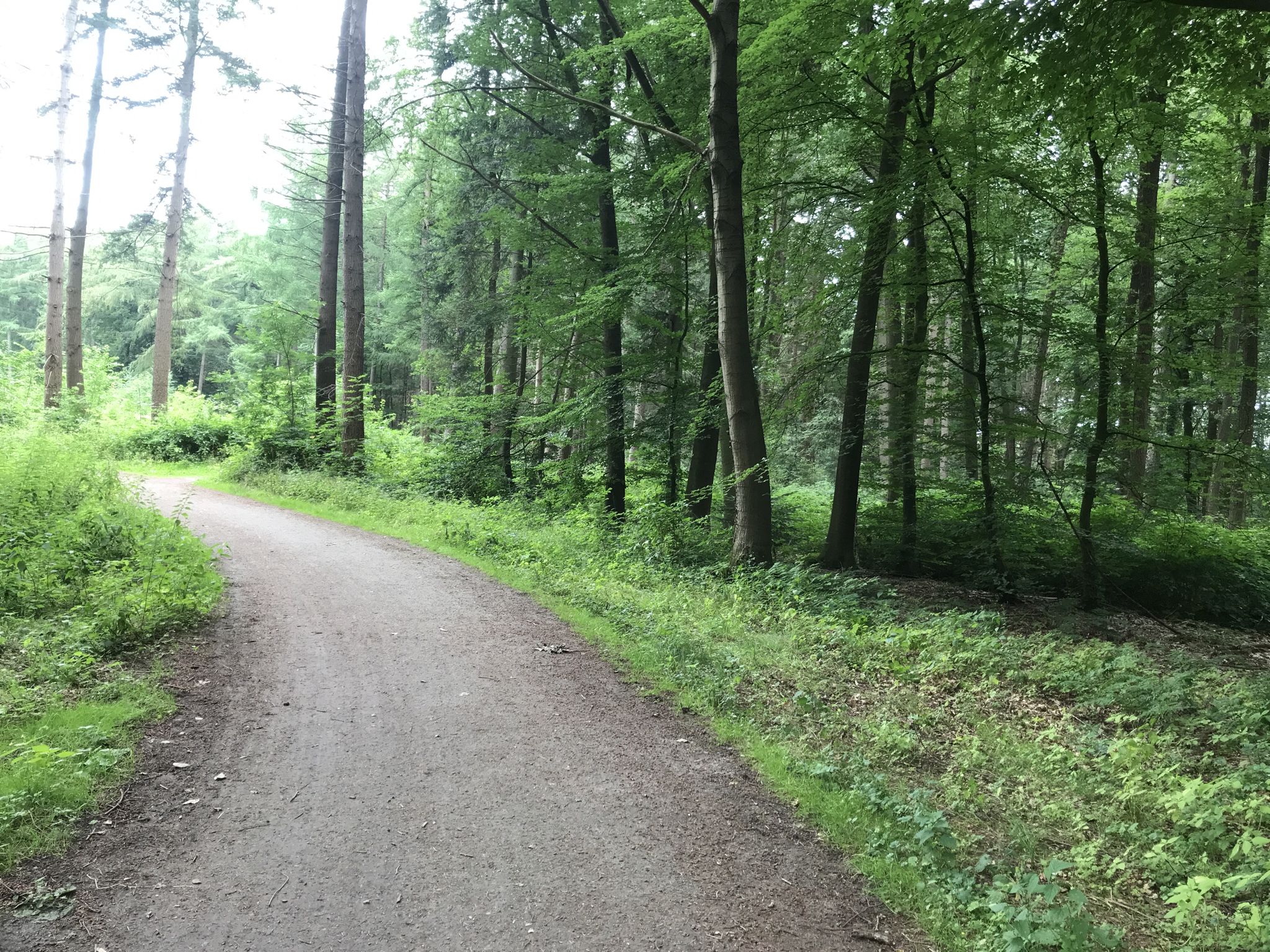 Durch den Wald Richtung Hesel