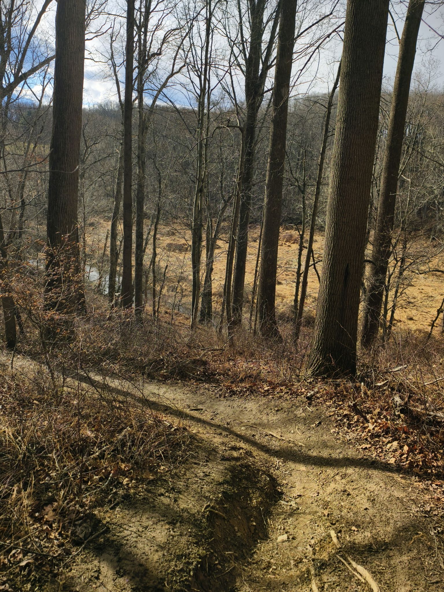 A winding dirt trail descends through bare trees towards a marshy field. - Sweet Air Loop