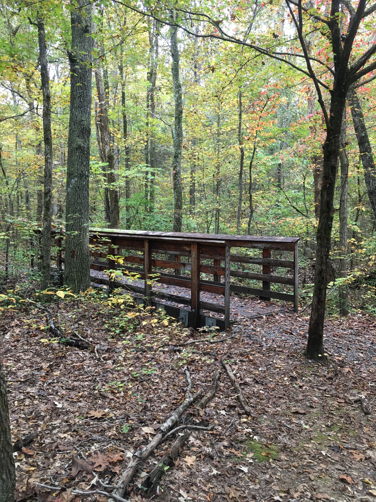 A wooden bridge in a forest with autumn leaves under diffused light. - Elk & Bison Prairie loop from Matheny-Cumberland-Ferguson Cemeteries