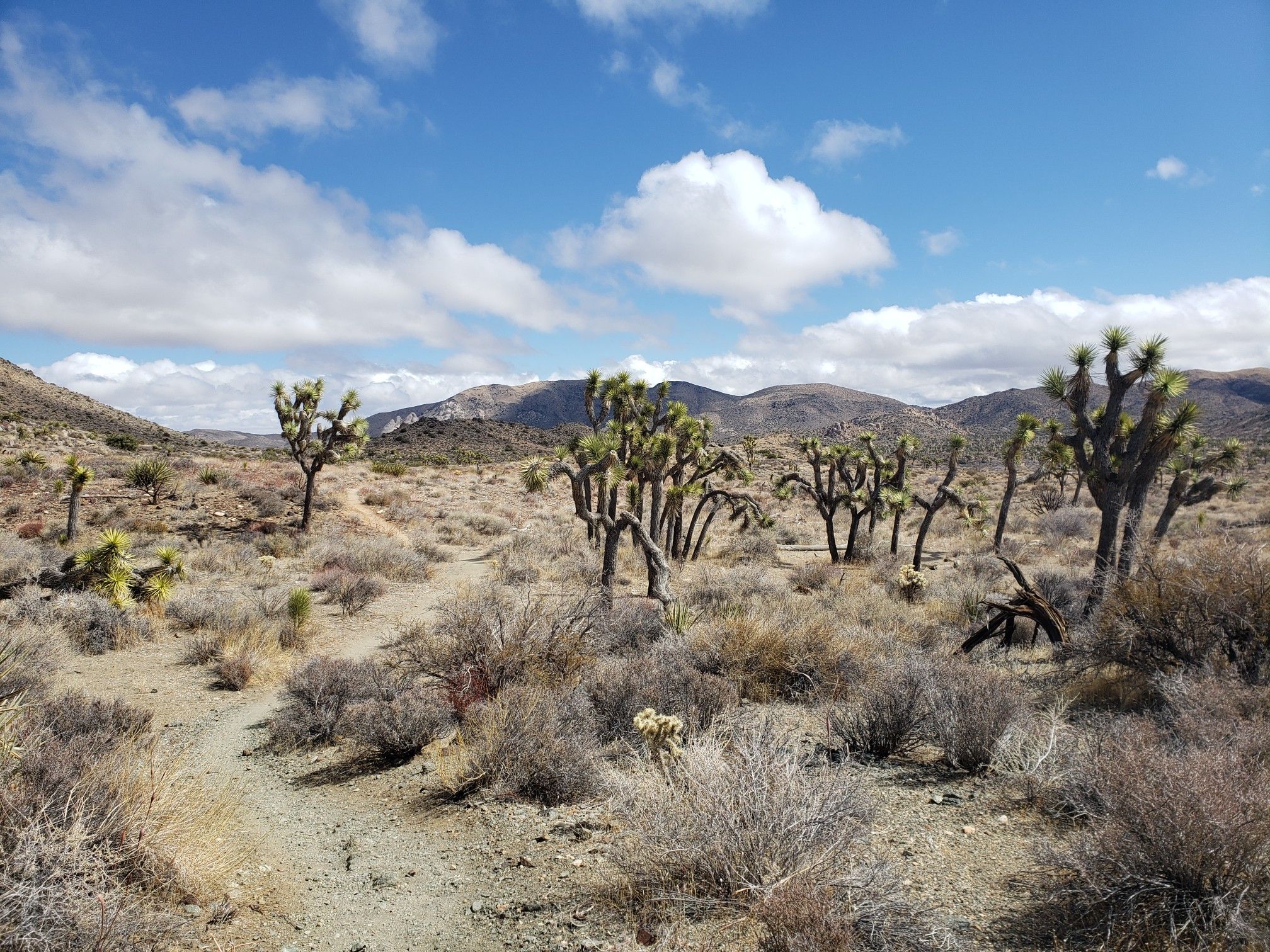 Desert trail winding through Joshua trees and shrubs under a bright blue sky. - Quail Mountain via California Riding and Hiking Trail and Stubbe Springs Trail