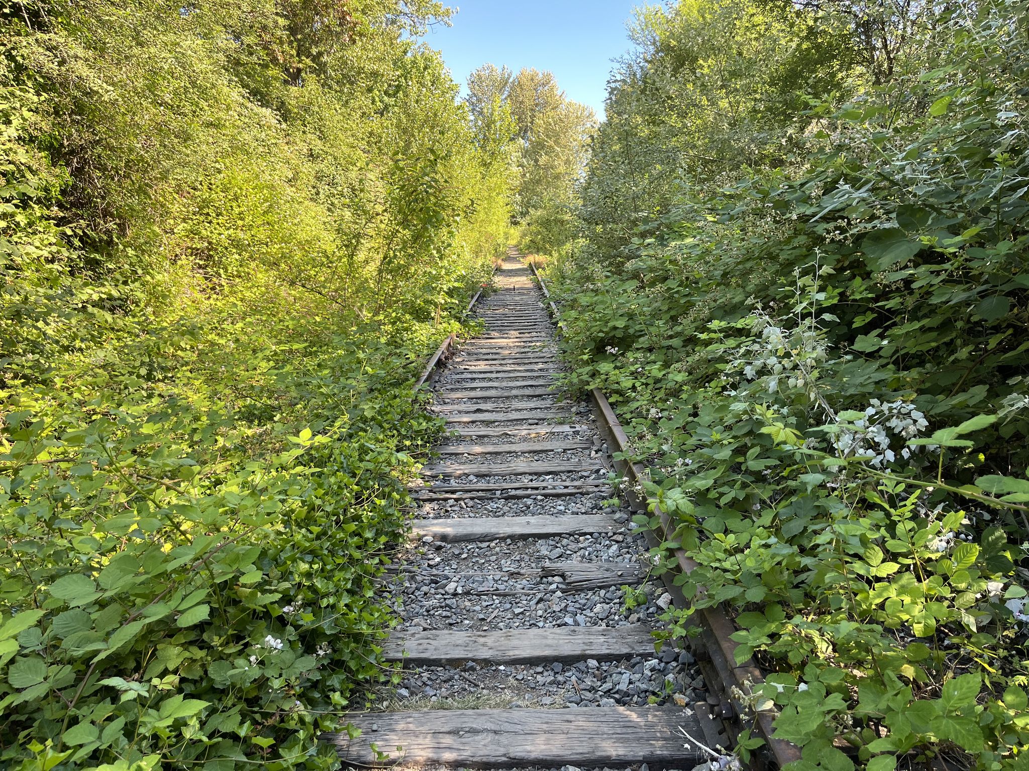 Shortly beyond the signs, the pavement abruptly ended and dumped me onto this railroad track! I soon bump-bump-bump-bump-bumped to a halt.