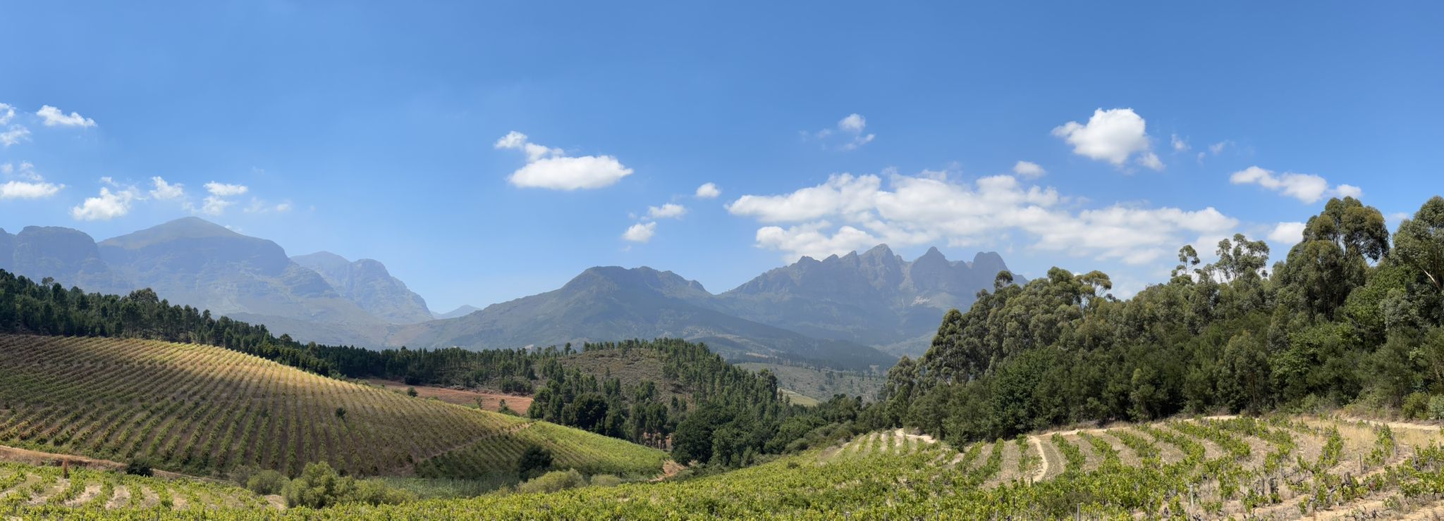Grandiose Aussicht, wenn auch die Reben ziemlich wild aussehen 😢