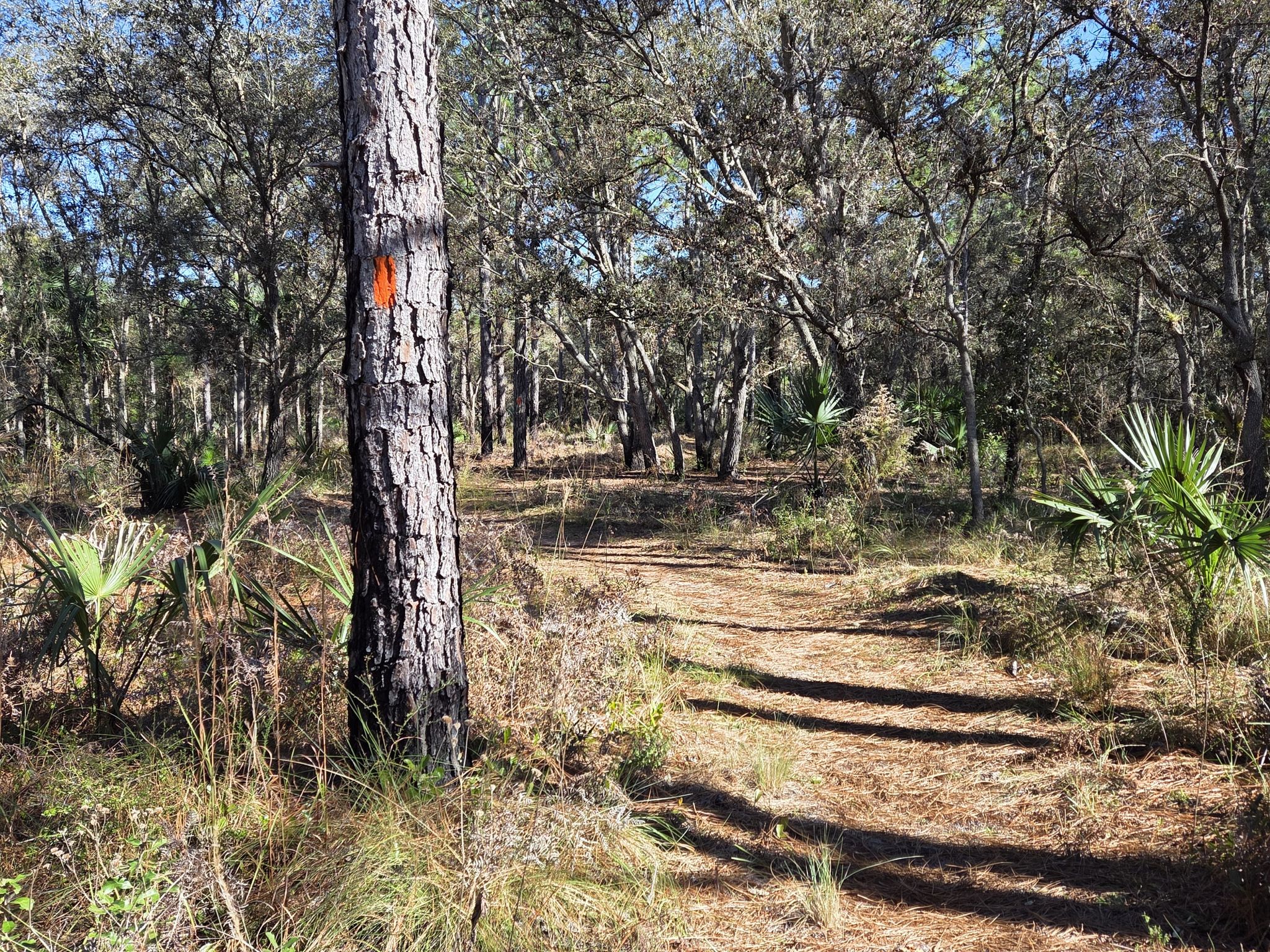 Sunny dirt path winding through a forest with pine trees and palmettos. - Fort Christmas – Joshua Creek Camp loop from Fort Christmas