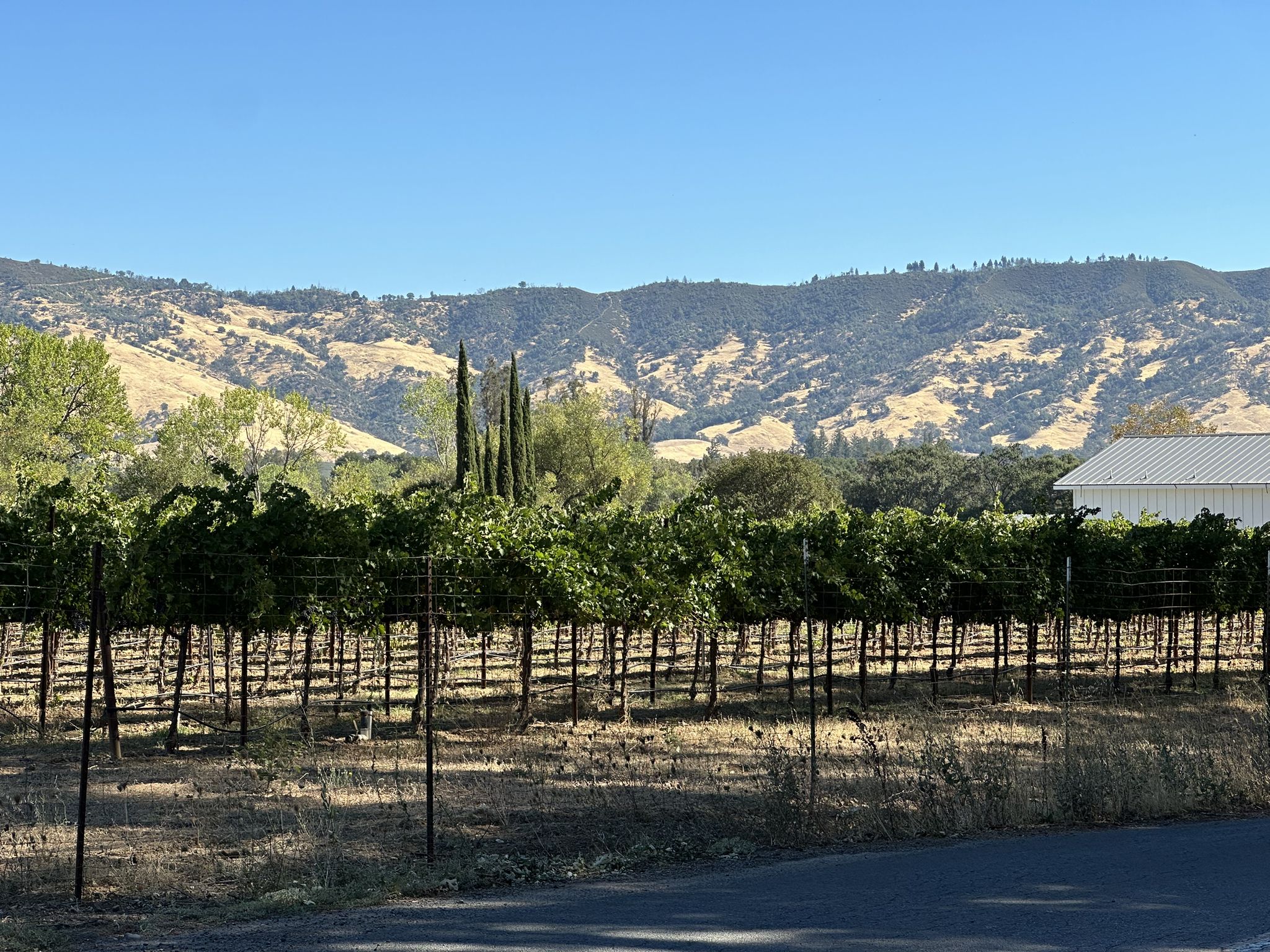 Vineyard rows stretch towards dry, sunlit mountains under a clear sky. - Redwood Valley loop