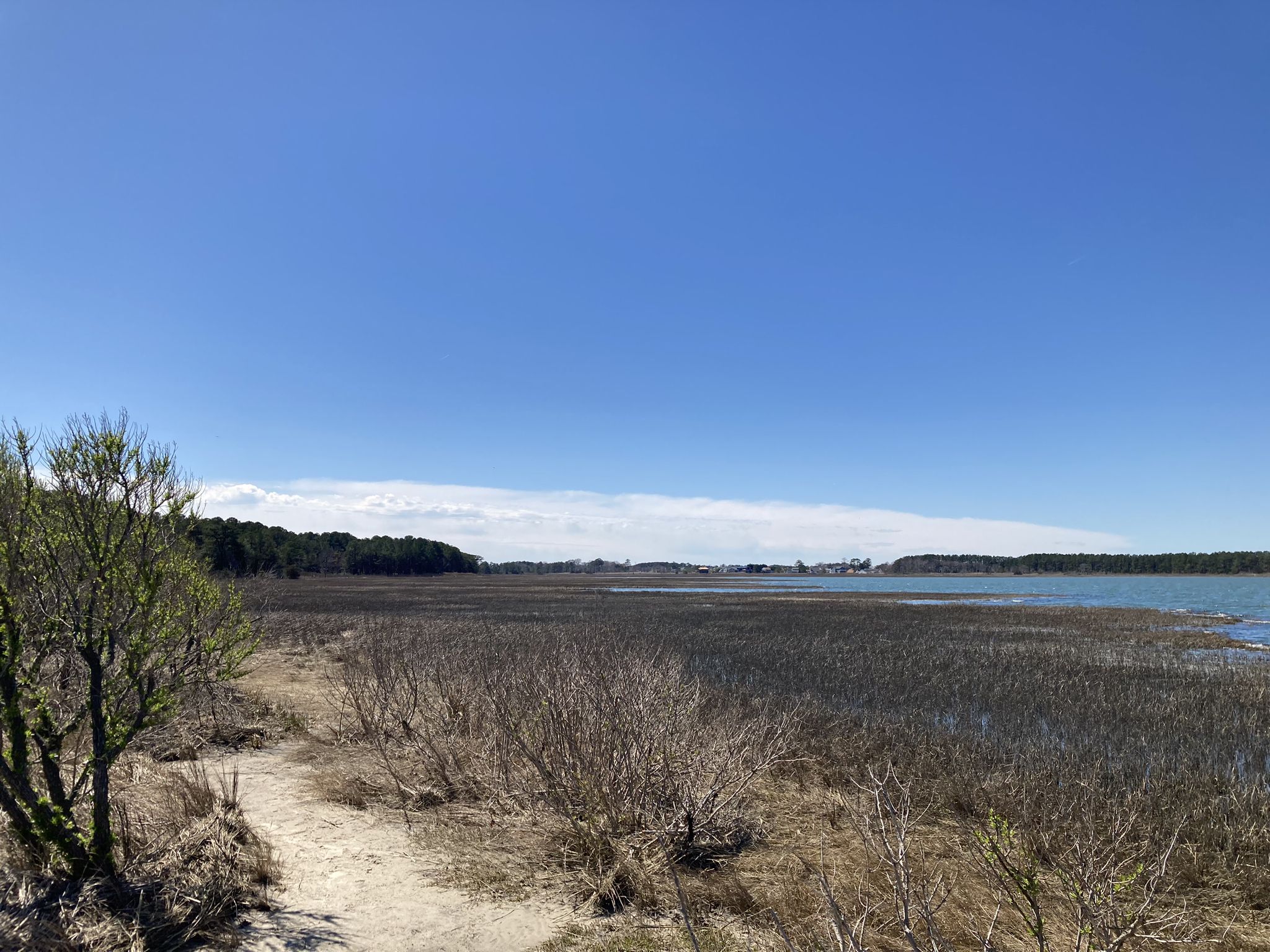 A sandy path borders a vast brown marsh and blue water under a clear sky. - Charles W. Cullen Bridge – Prickly Pear Trail loop from Bethany Beach