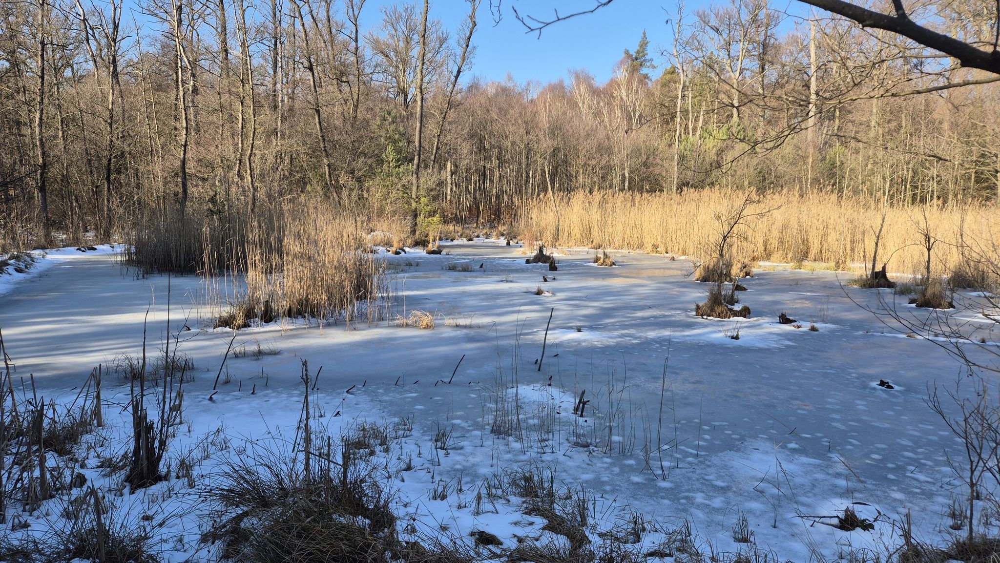 Biberteich