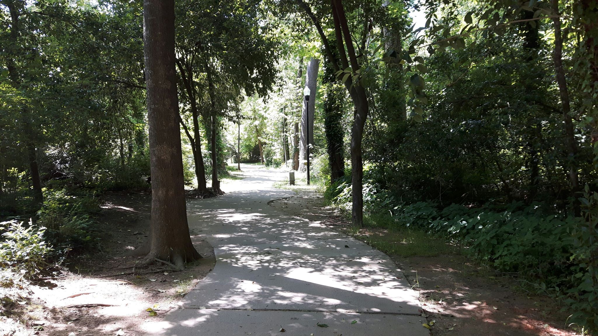 Shady paved path through a dense forest with tall trees and bright light. - West Columbia Riverwalk Bridge – Congaree River loop from West Columbia