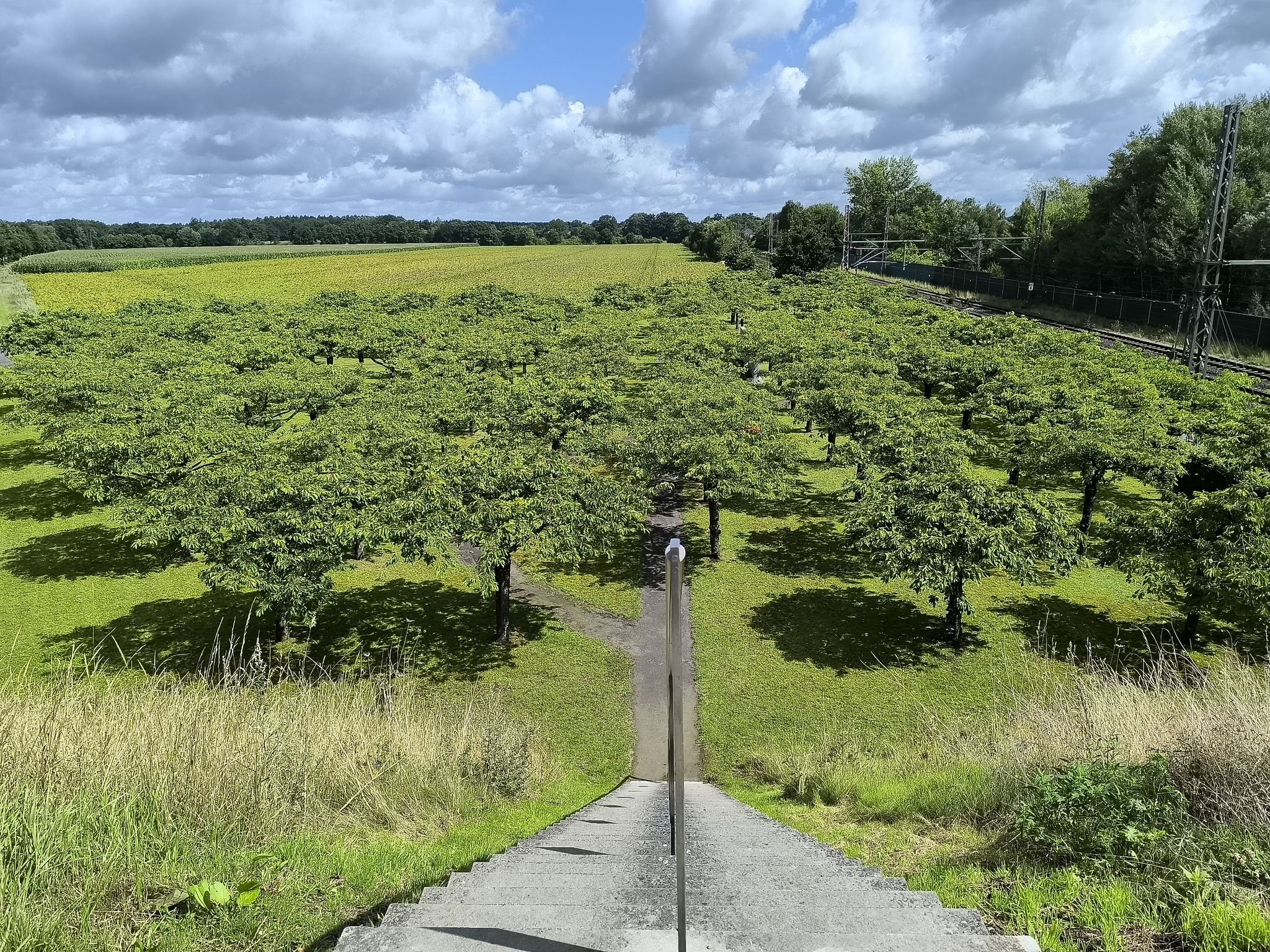 für jeden Toten ein Baum