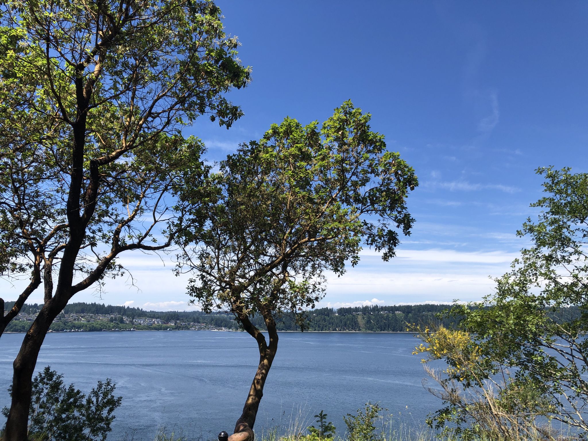 Blue water and distant forested land seen through green trees, sunny day. - Outside Loop Trail