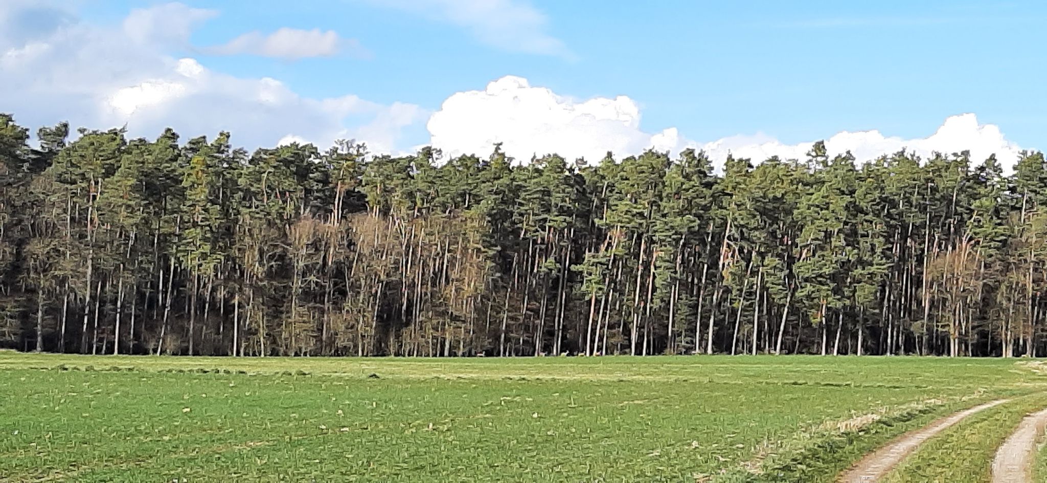 Rudel  von Rehen  🦌🦌🦌