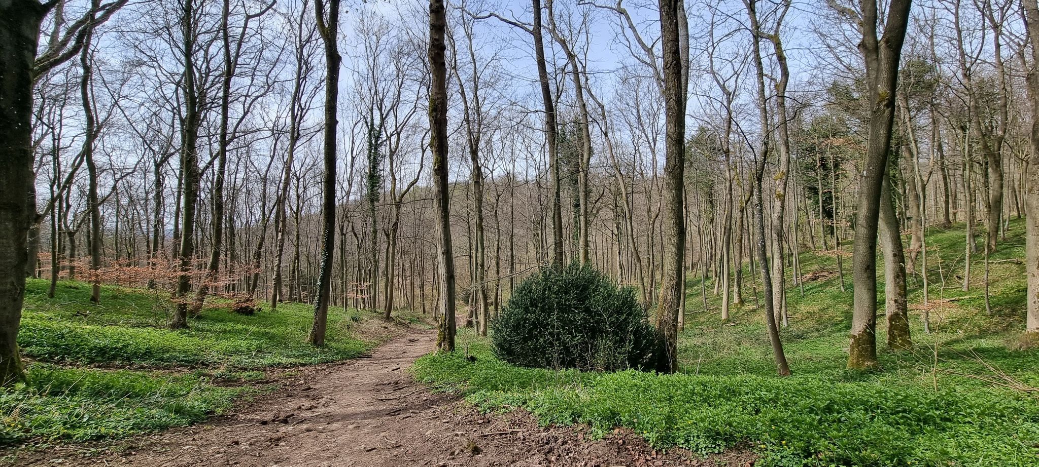 Woods