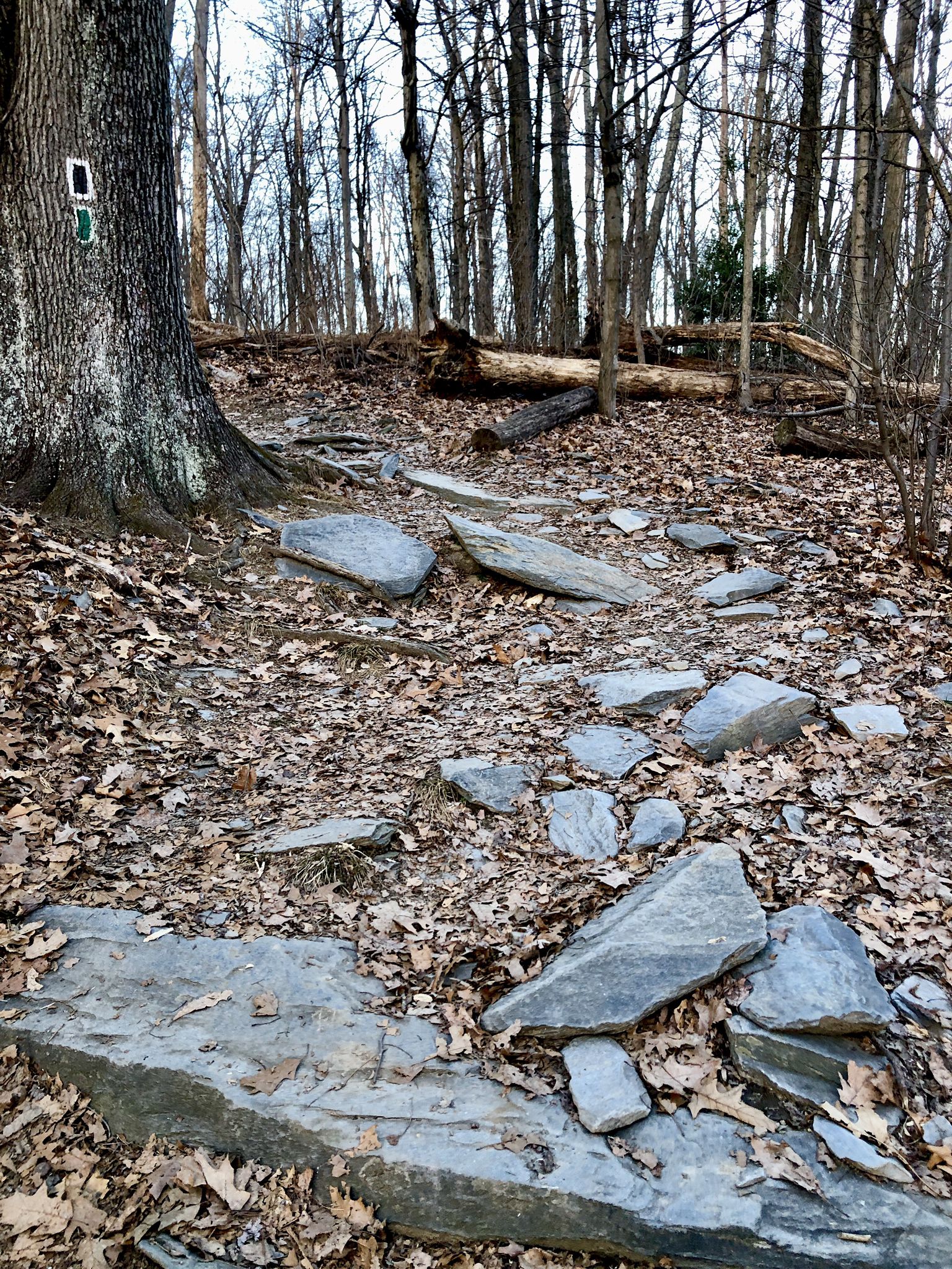 Rocky, leaf-strewn forest path winding through bare trees. - Black Locust and Green Ash Loop
