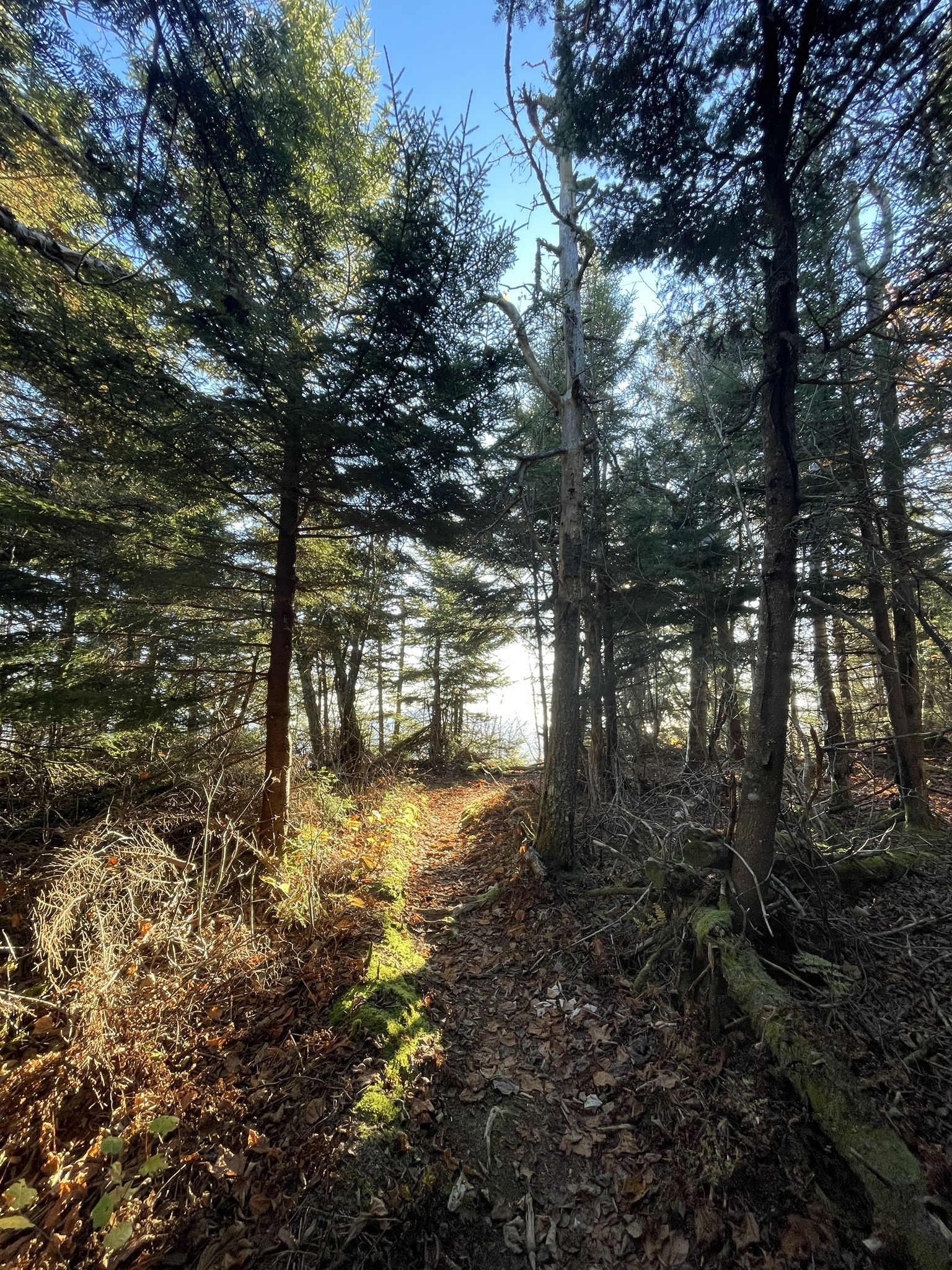 Sunlight illuminates a leaf-covered forest path through tall evergreen trees. - Catskill Park loop via Indian Head Wilderness