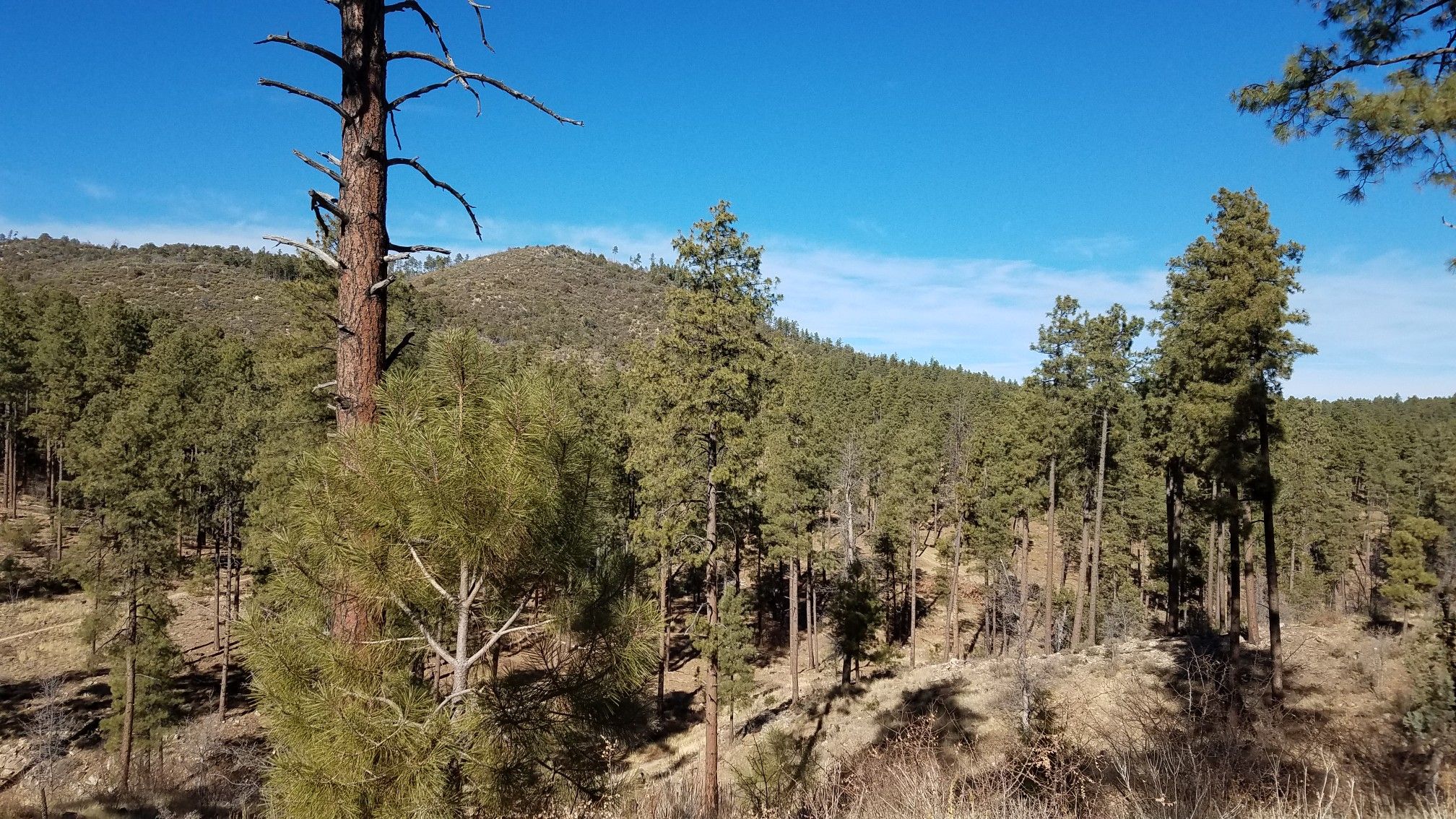 Dense pine forest on a hillside under a bright blue sky. - Cold Spring Trail #393