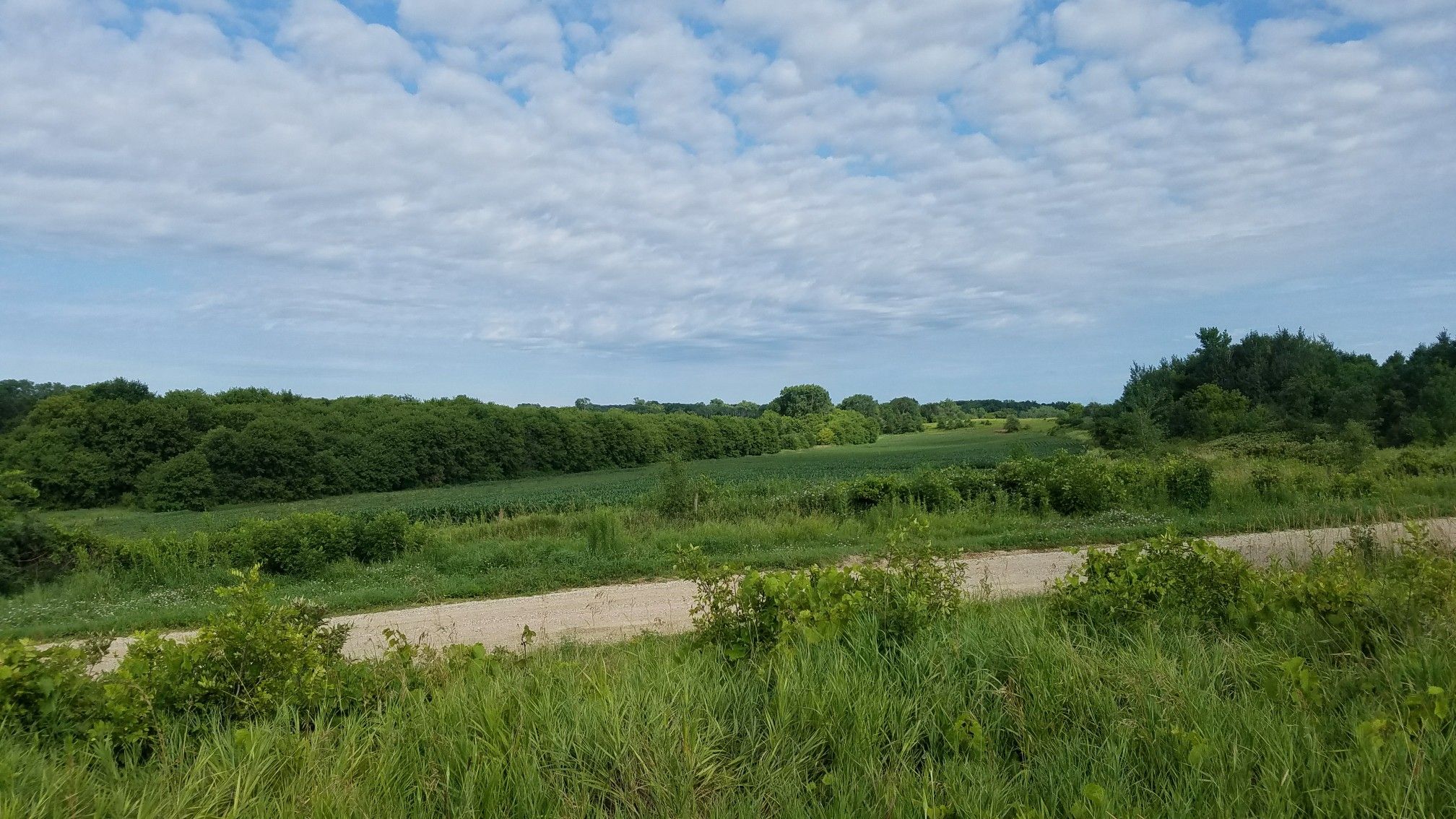 Wide dirt road through green fields and distant trees under a cloudy sky. - Complex trail junction – Lone Rock Trailhead loop from Vermillion Highlands Research Recreation and Wildlife Management Area