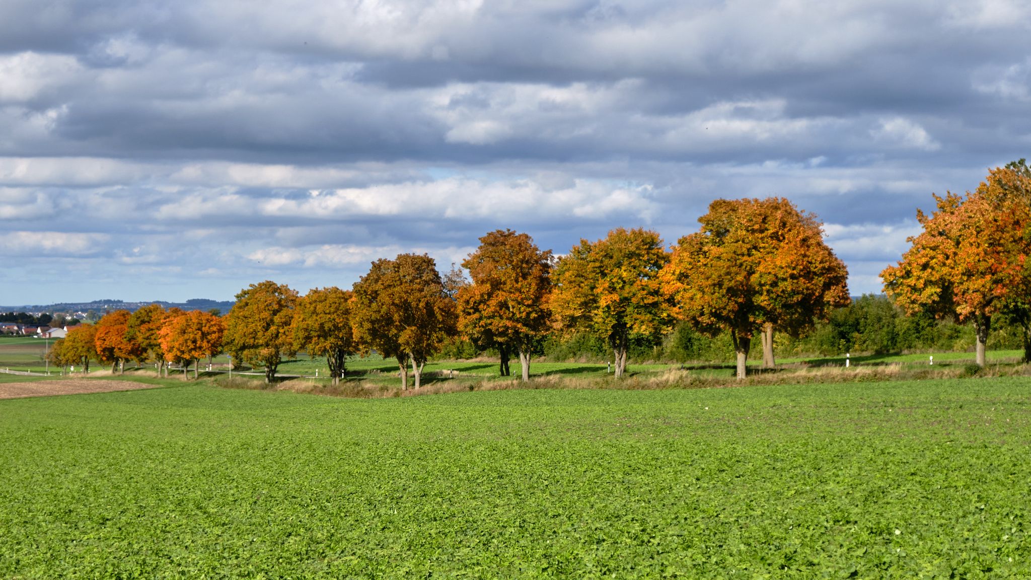 Herbstallee bei Alerheim