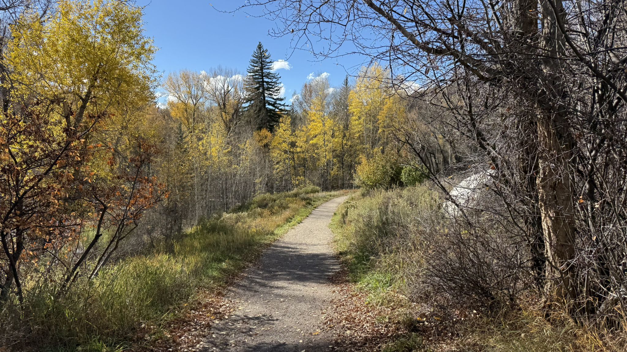 A sunny dirt path winds through vibrant yellow autumn trees and brush. - Rio Grande Trail – Rio Grande Trail loop from Mulford