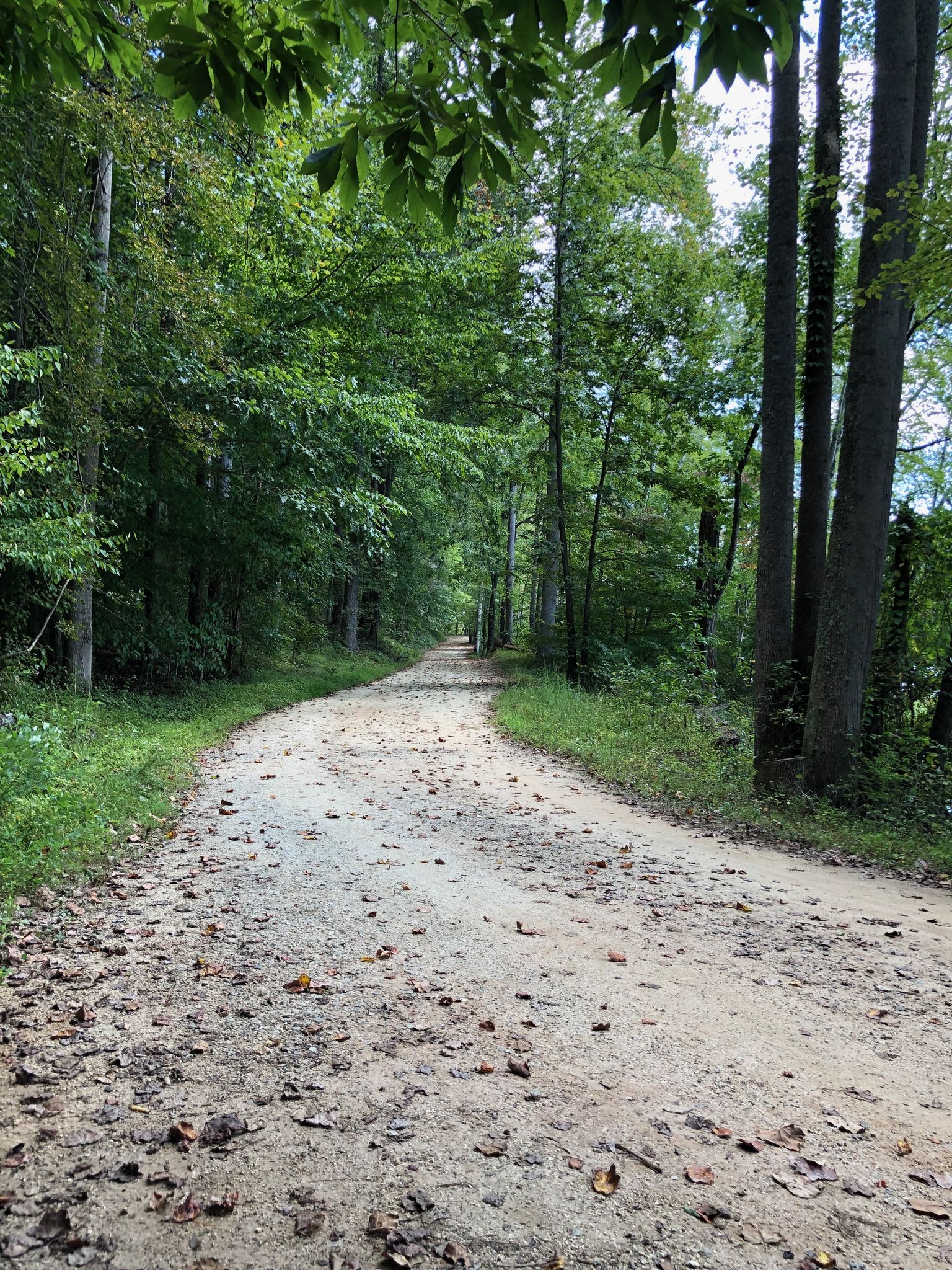 A winding dirt road through a dense green forest on a sunny day. - Salem Lake Trail loop from Kerners Mill Creek