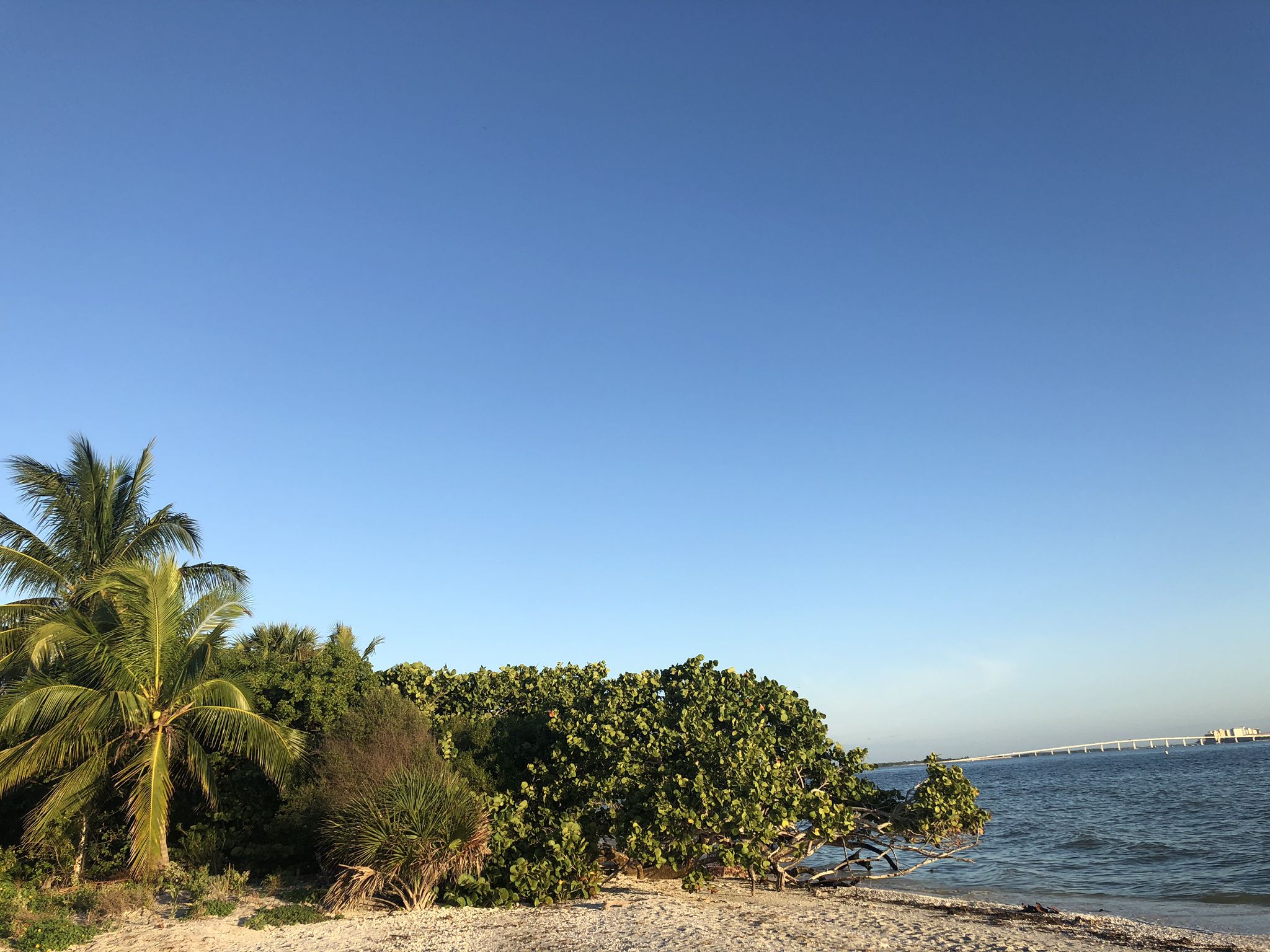 A serene beach with palm trees and green foliage next to calm blue water. - Sanibel Lighthouse Beach Walk