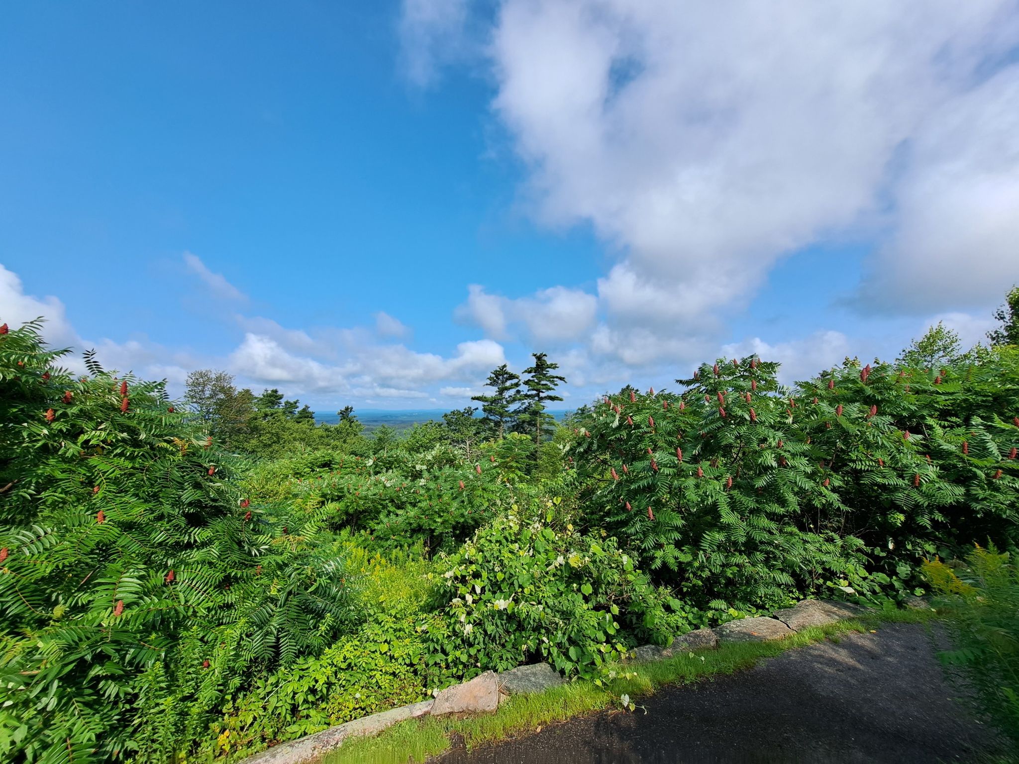 Lush green trees and bushes under a bright blue sky with white clouds. - Mount Agamenticus Trail Loop