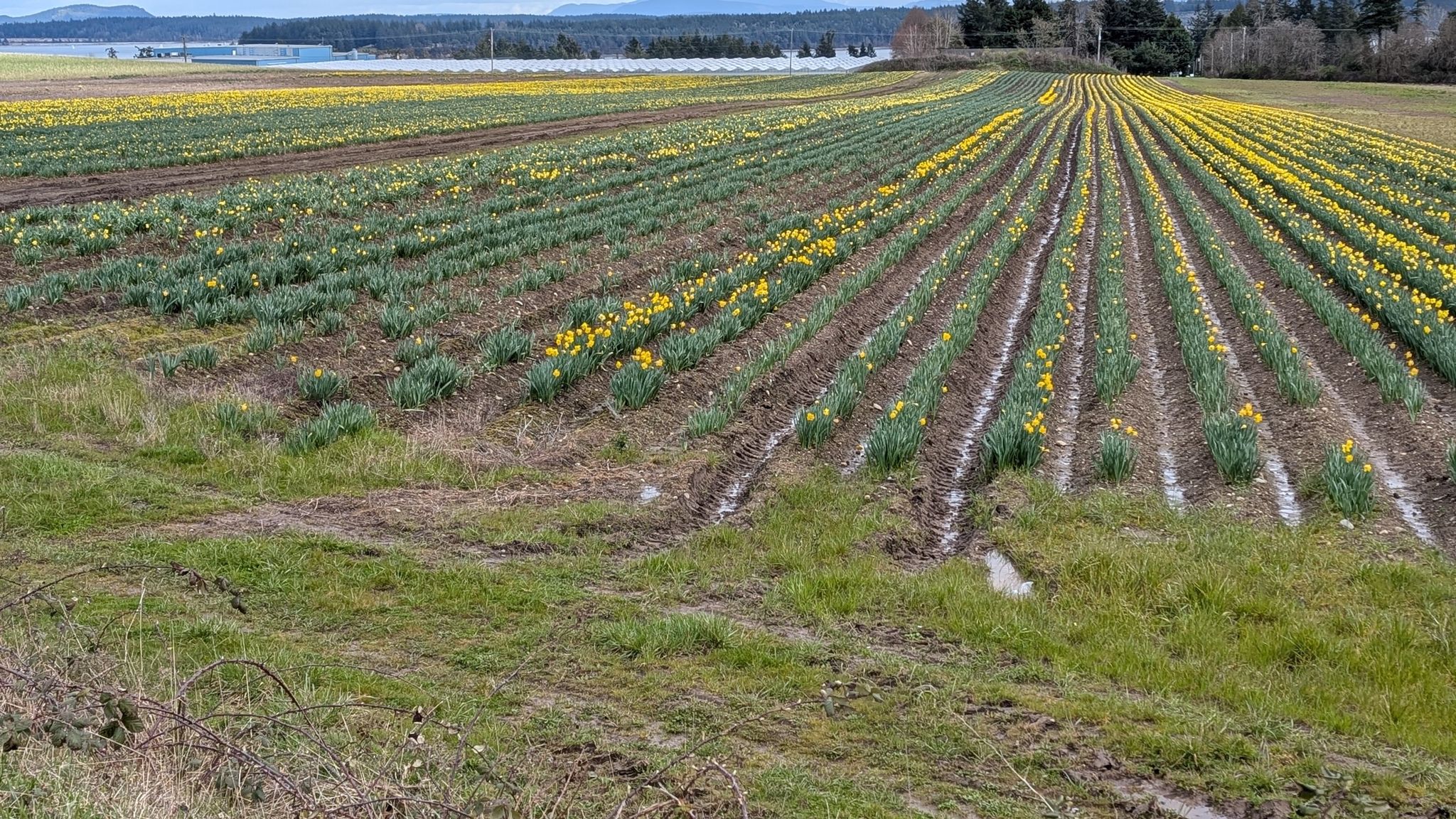 Daffodil Fields of Central Saanich
