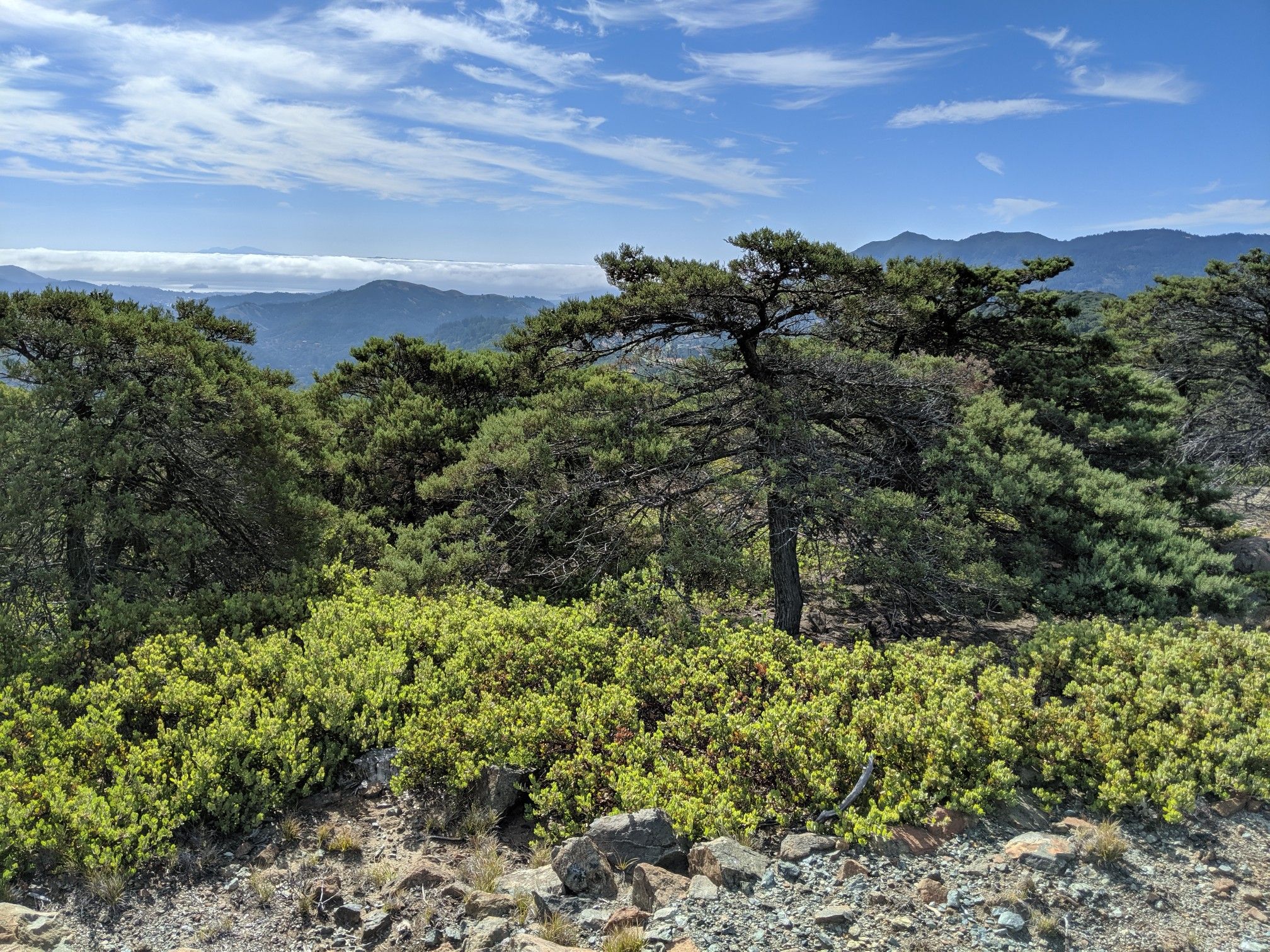 Pine trees and green bushes on a sunny day with distant mountains. - San Geronimo Ridge Road via B-17 Trail loop