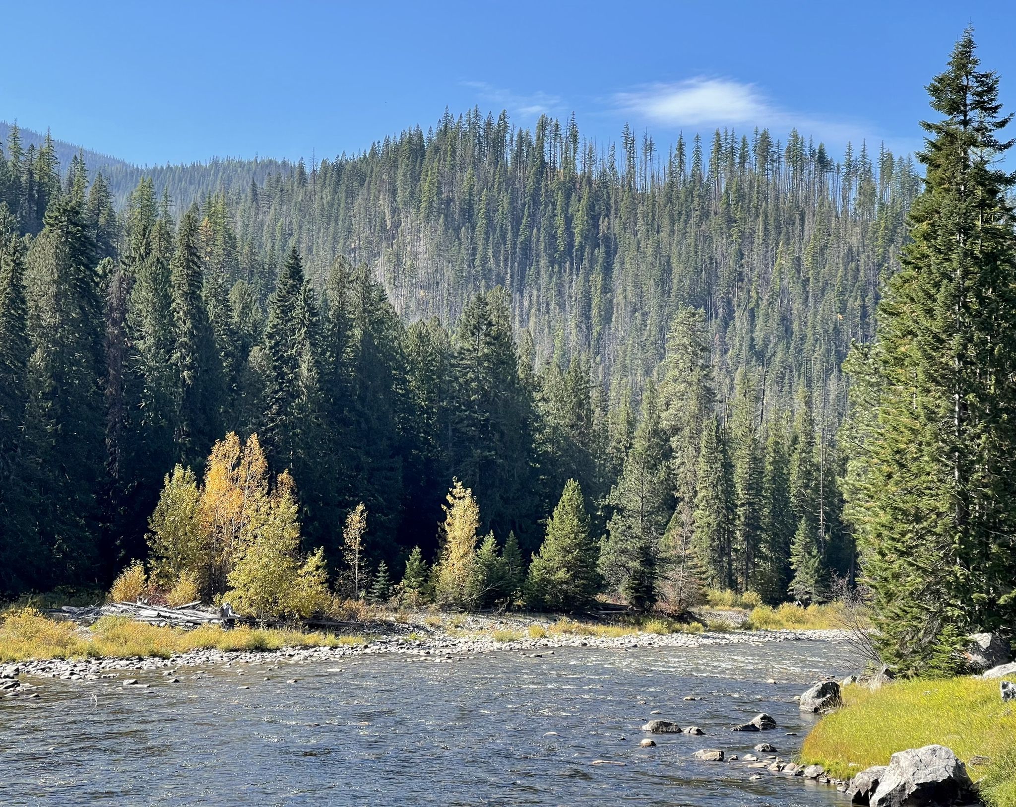 River flowing past dense pine forests and golden autumn trees on a sunny day. - Jerry Johnson Hot Springs