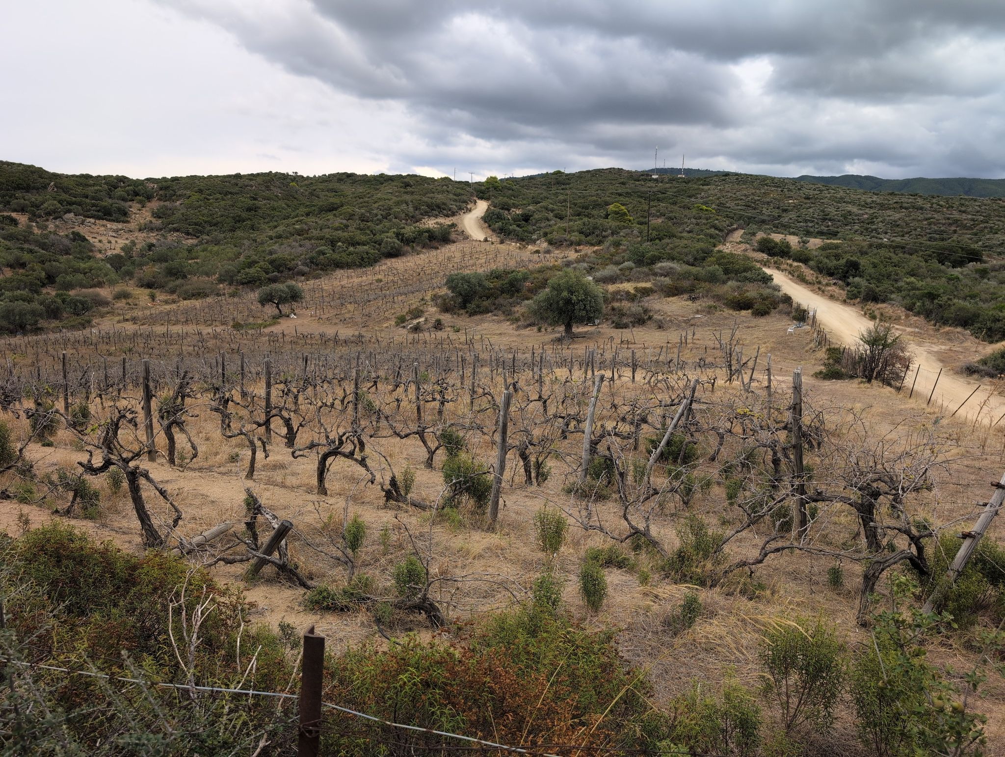 Weinberge
