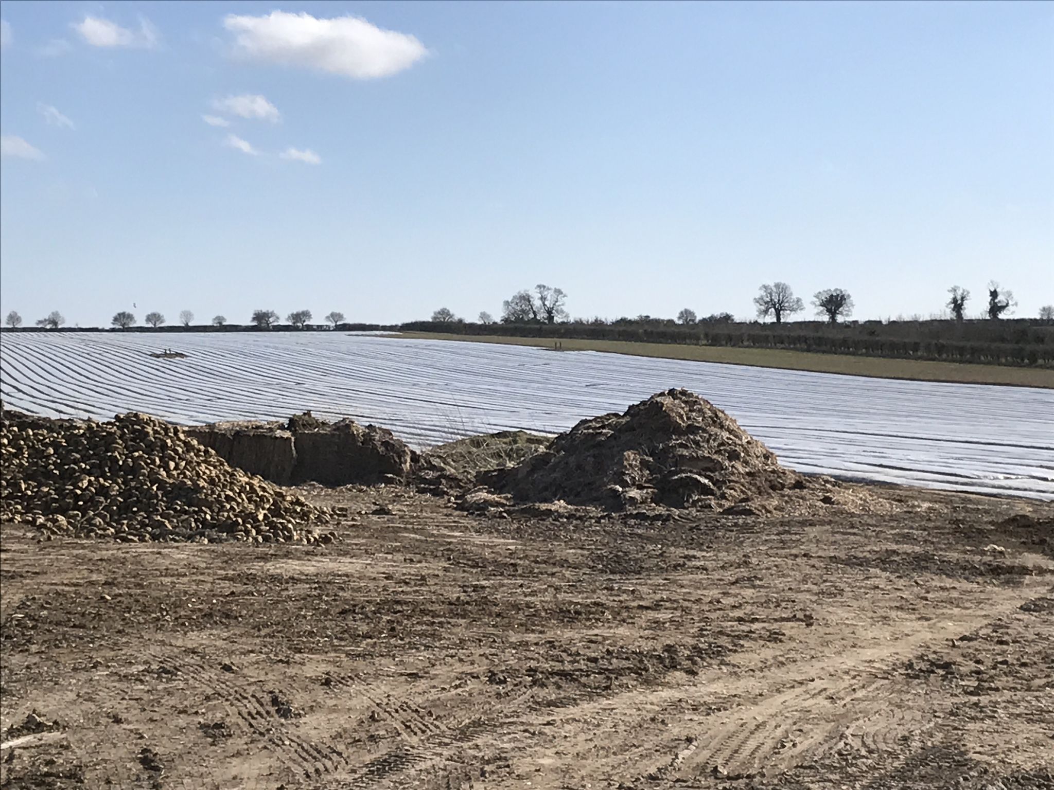 Not a lake , as our friend thought from a distance. A field covered plastic!