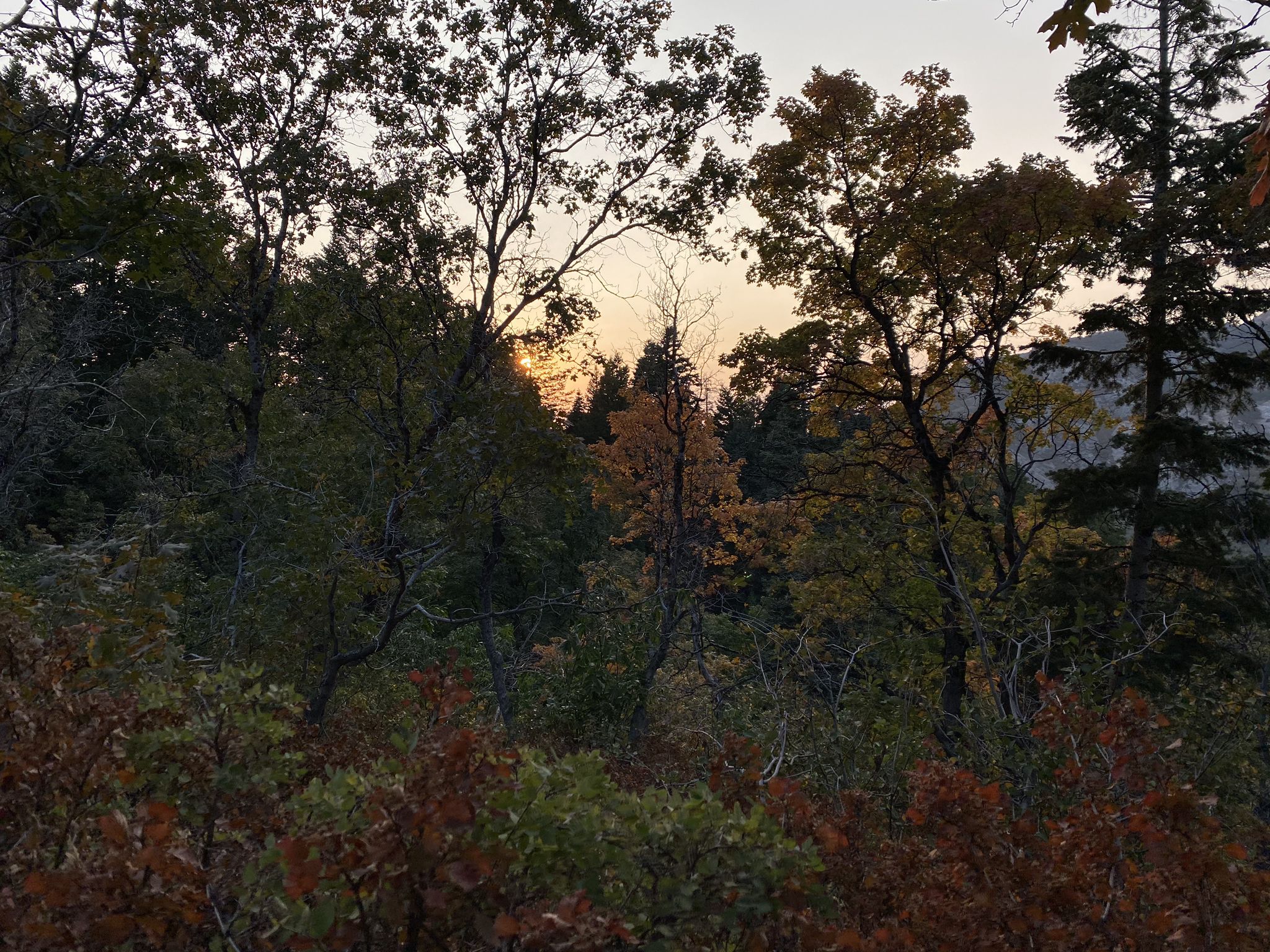 Dense forest at dusk, with warm light filtering through autumn leaves. - South Skyline Trail
