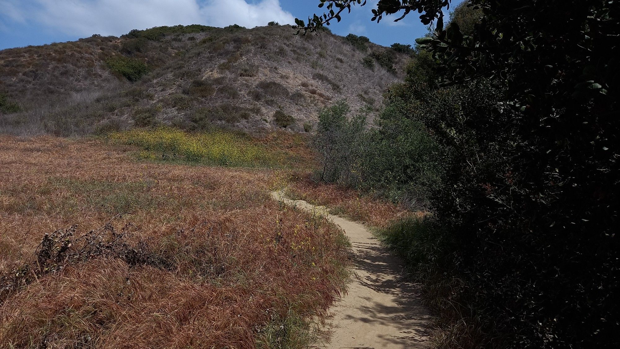 Winding dirt path through dry brown and green brush, leading to a hill. - Carmel Mountain loop from Sorrento Valley