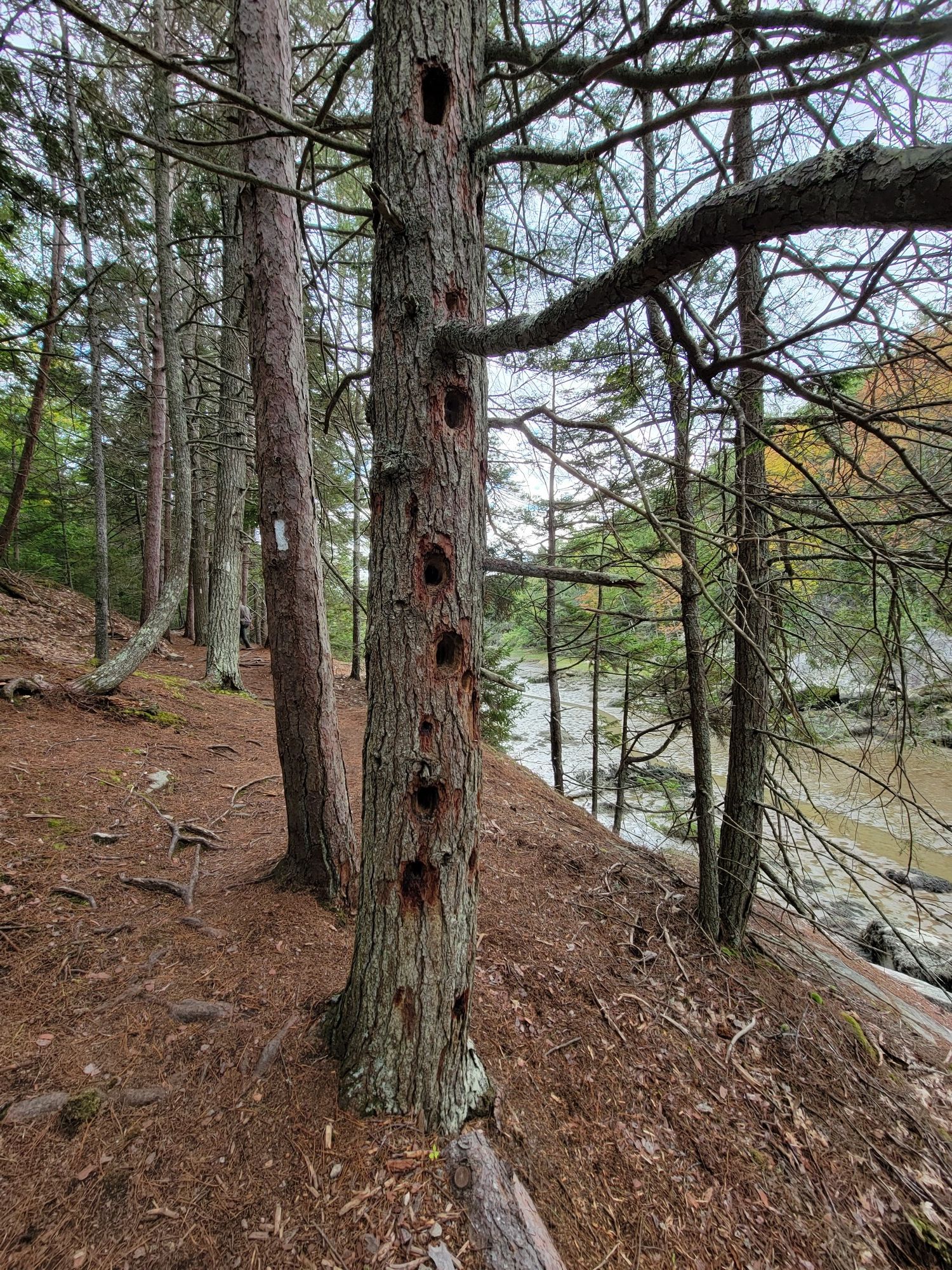 Tree trunk with many holes on a forest path overlooking a river. - Ovens Mouth Preserve Loop