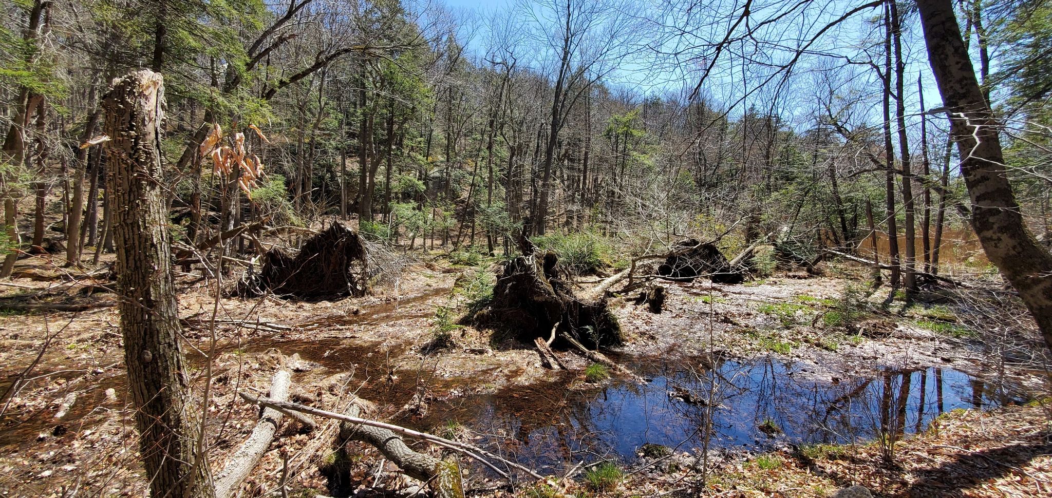 Sunny forest clearing with uprooted trees and a small reflective pond. - Appalachian Trail, Long Path, and Lemon Squeezer Loop