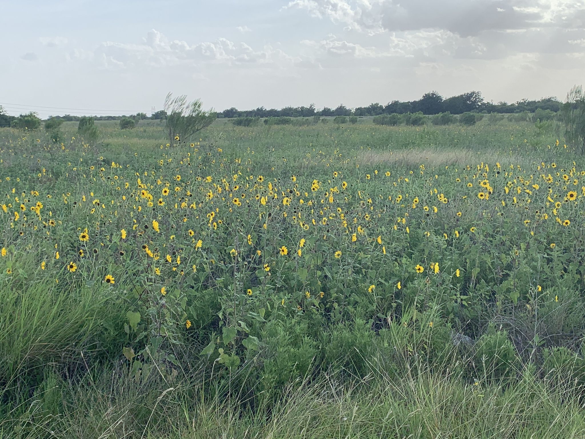 Expansive green field filled with yellow wildflowers under a cloudy sky. - Southern Walnut Creek and Austin to Manor Trail Loop