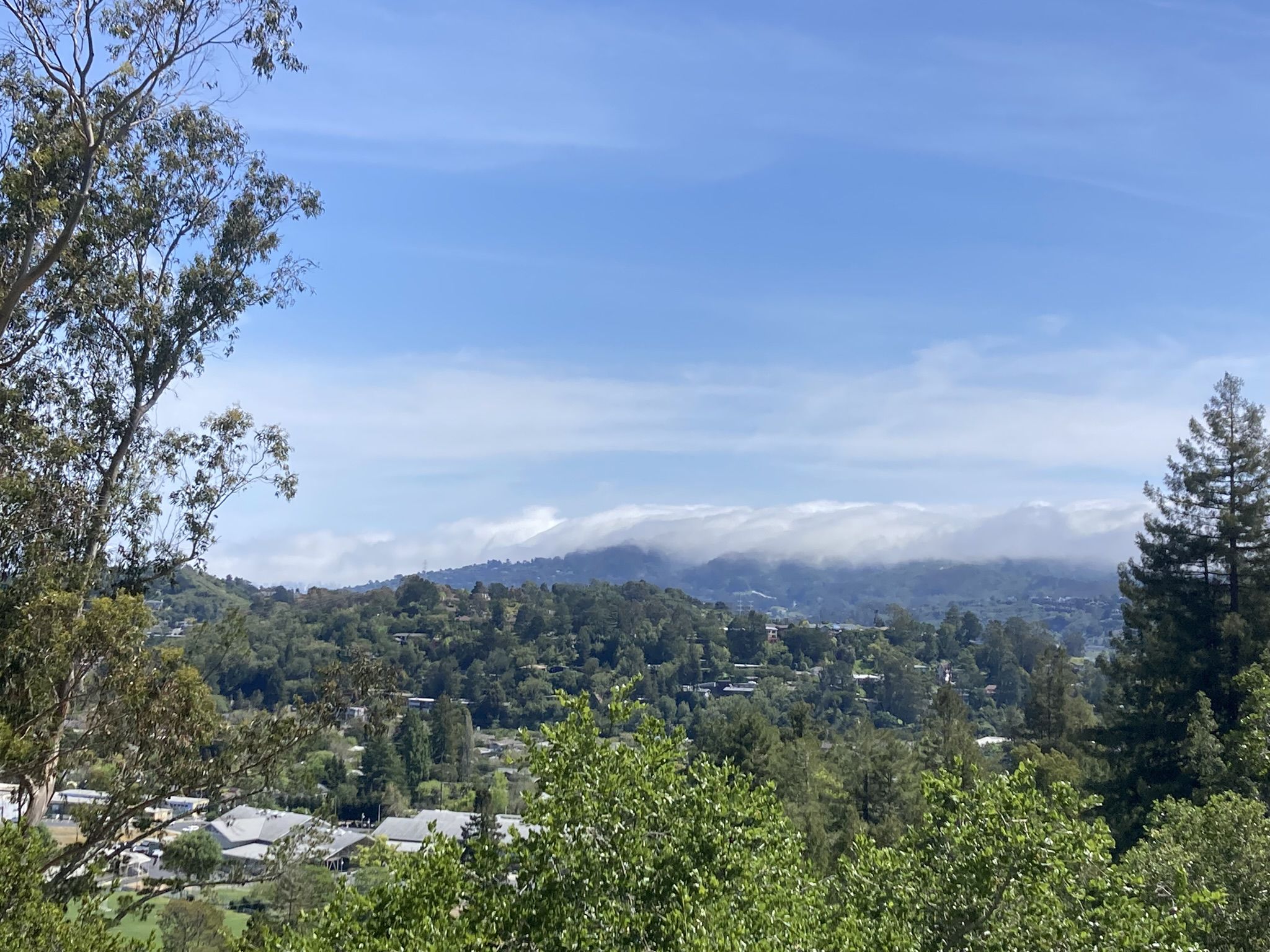 Lush green forested hills with houses nestled among trees, distant clouds. - Camino Alto Road – Larkspur loop from Mill Valley