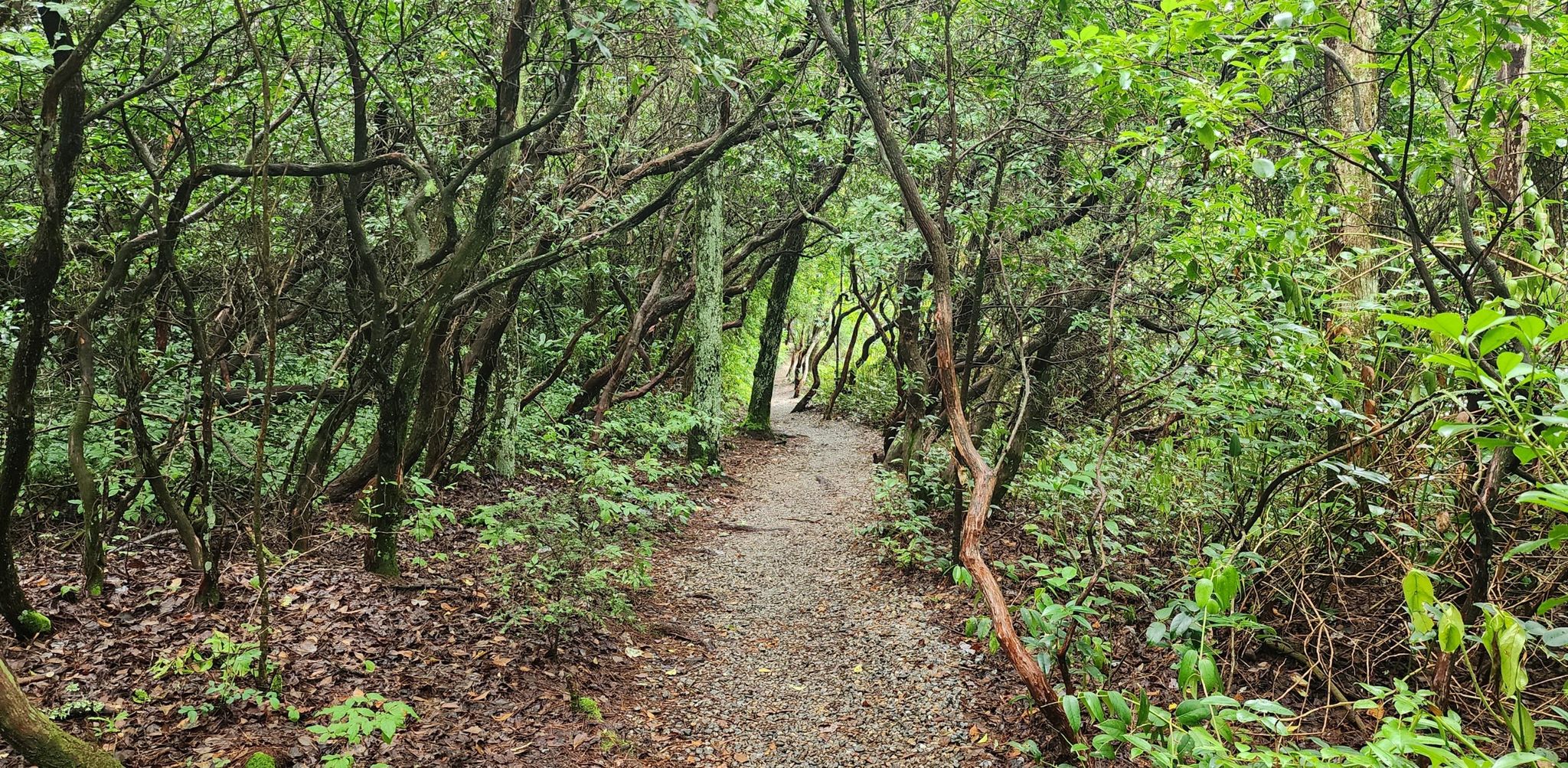 A narrow, winding dirt path through a dense, green, shaded forest. - Harris Lake – Ravenel Lake loop from Highlands