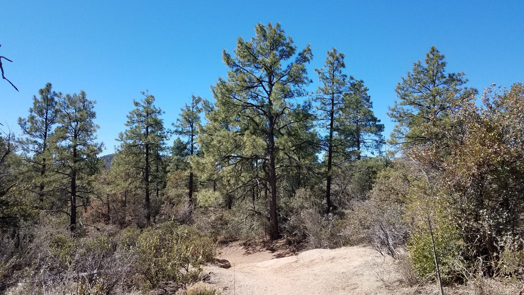 A winding dirt path through a dry forest with tall pine trees under a clear sky. - Granite Basin Viewpoint loop from Stringfield Tank