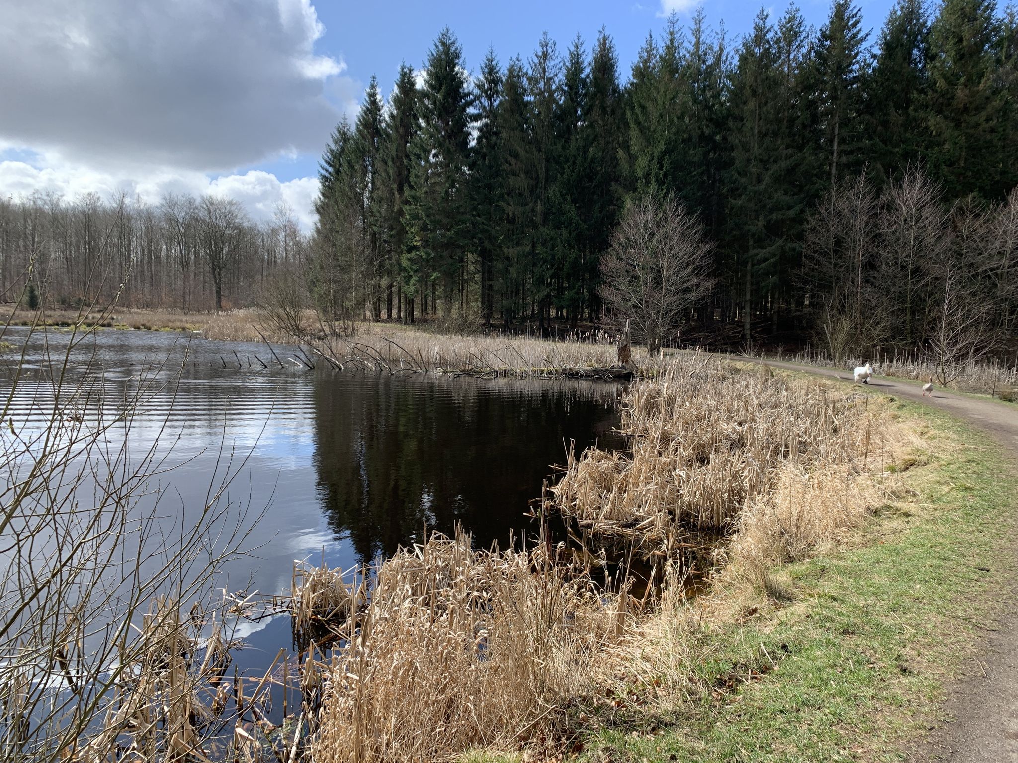 Lake in hareskoven