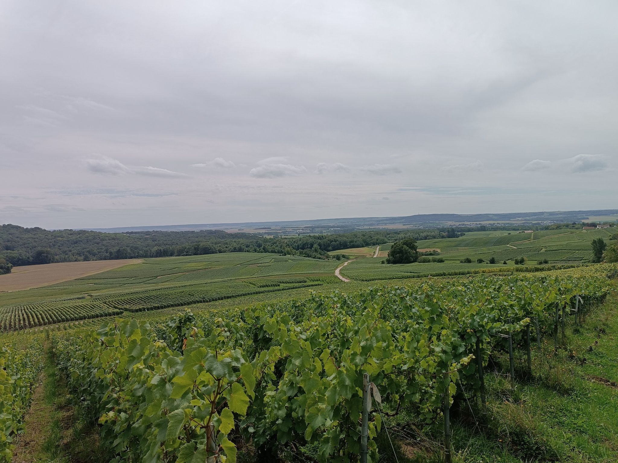 trigny