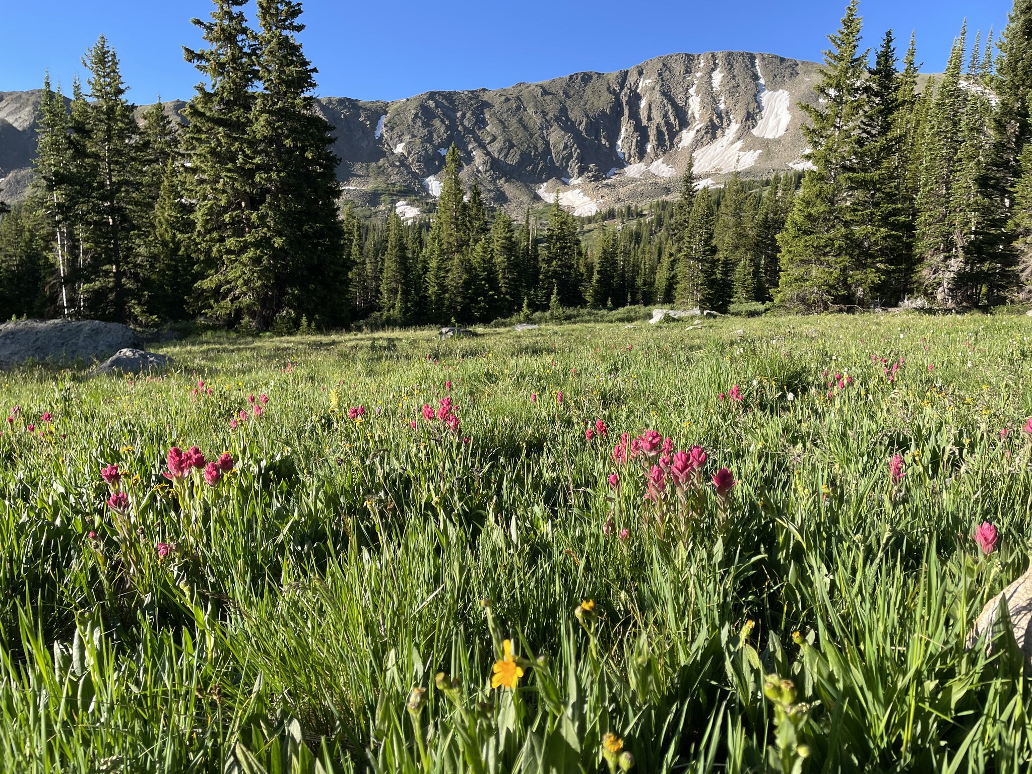 Sunny meadow with pink wildflowers, pine trees, and rugged mountains under clear sky. - West Tennessee Road