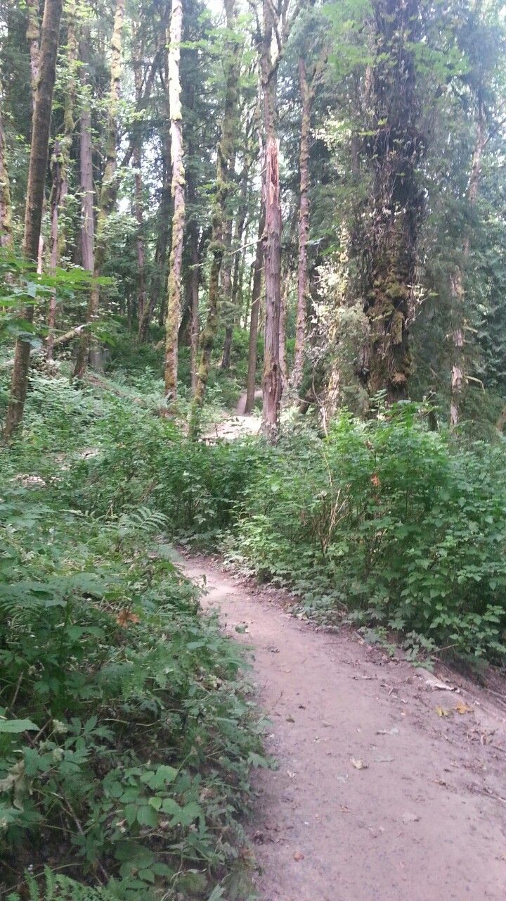 A sunlit dirt path winds through a dense green forest with tall trees. - Tryon Creek Loop