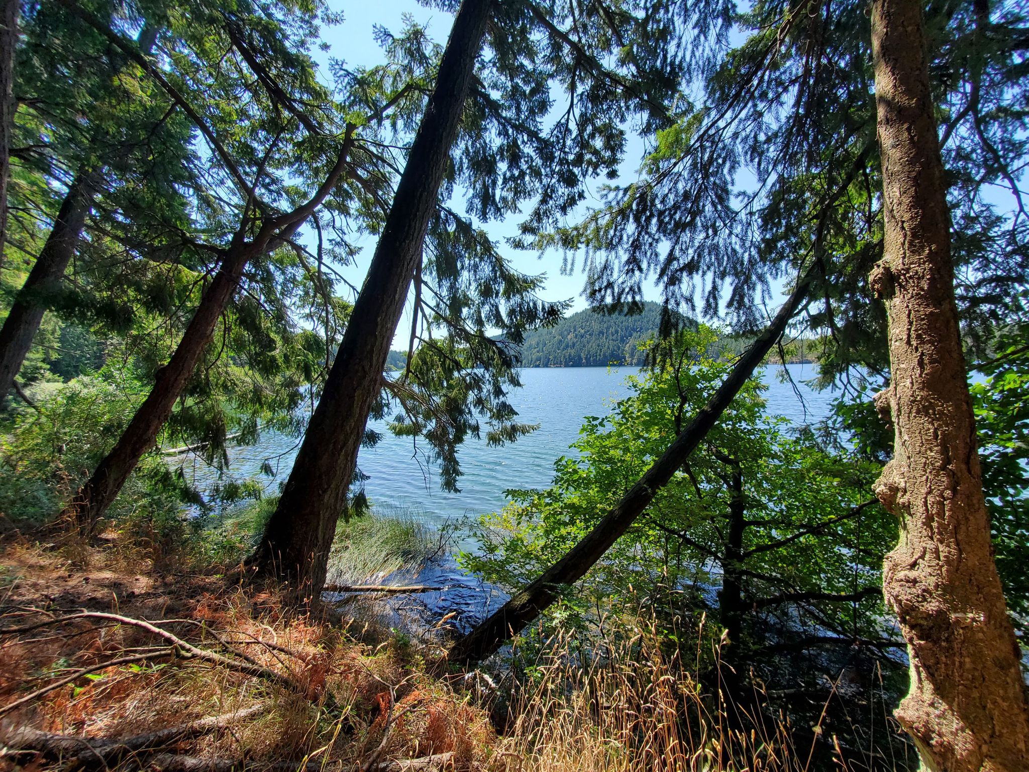 A calm lake is visible through sunlit trees on a forested shore. - Cascade Lake – Cascade Lake Loop Trail loop from Orcas Island