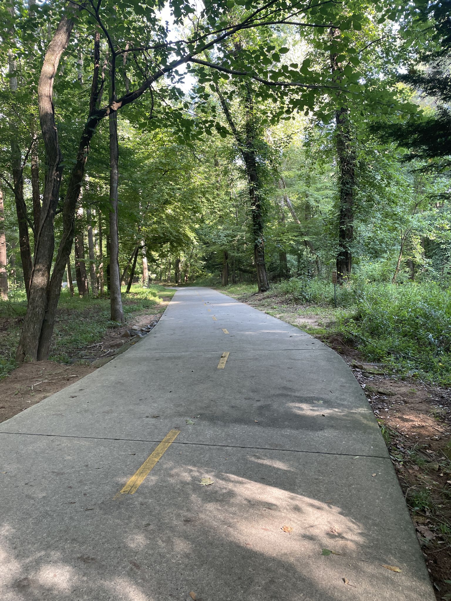 A paved path with yellow lines leads through a sunlit, green forest. - Big Creek Greenway Trail